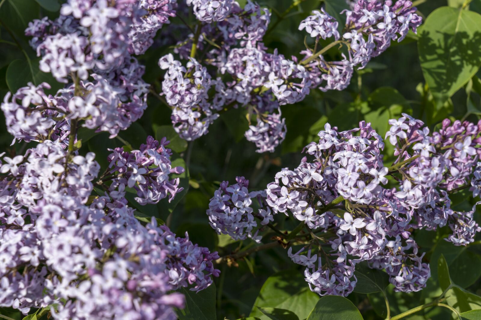 Sony FE 24-105mm F4 G OSS sample photo. Lilac, flower, spring photography