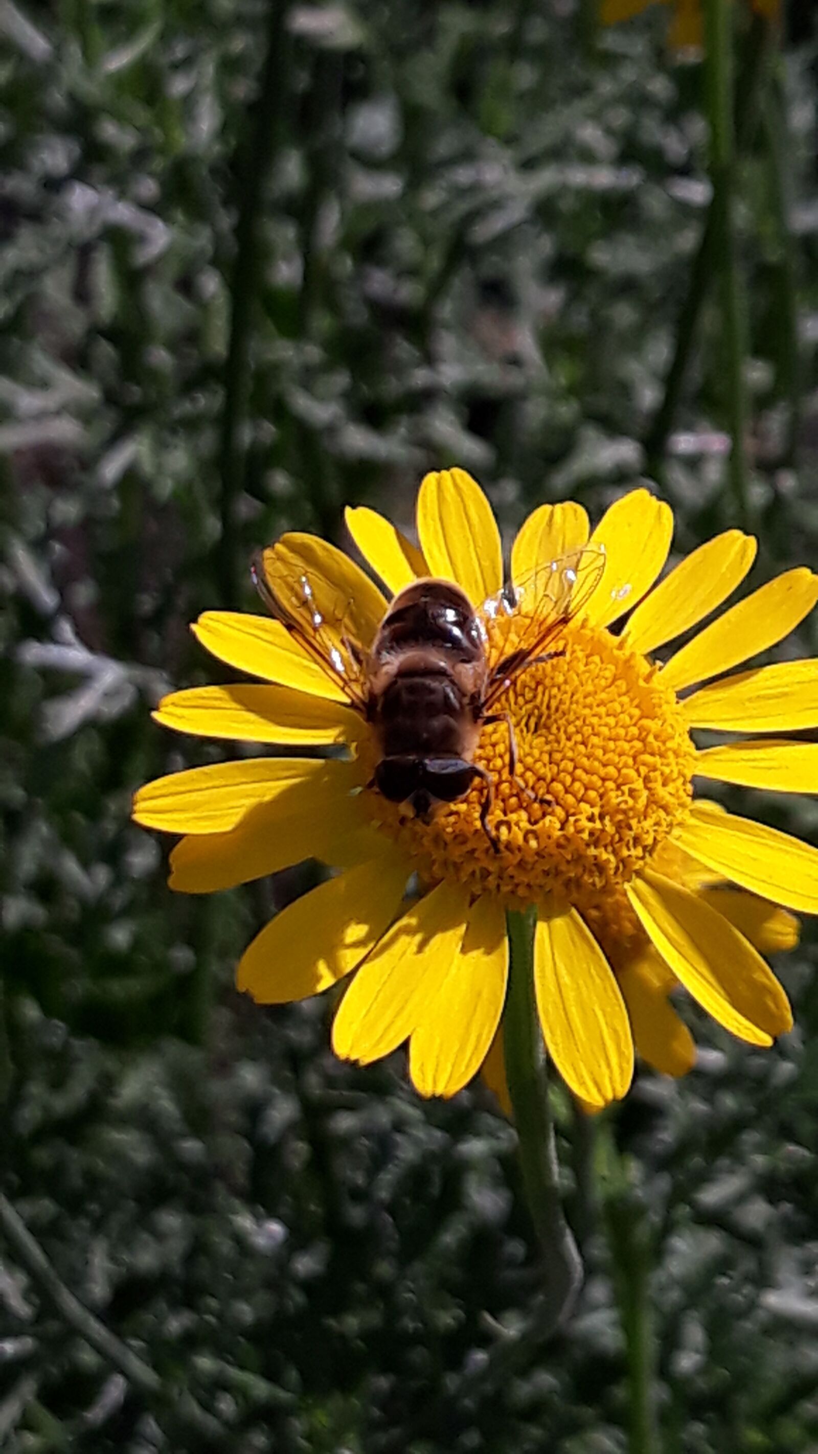 Samsung Galaxy J5 sample photo. Bee, bees, flowers photography