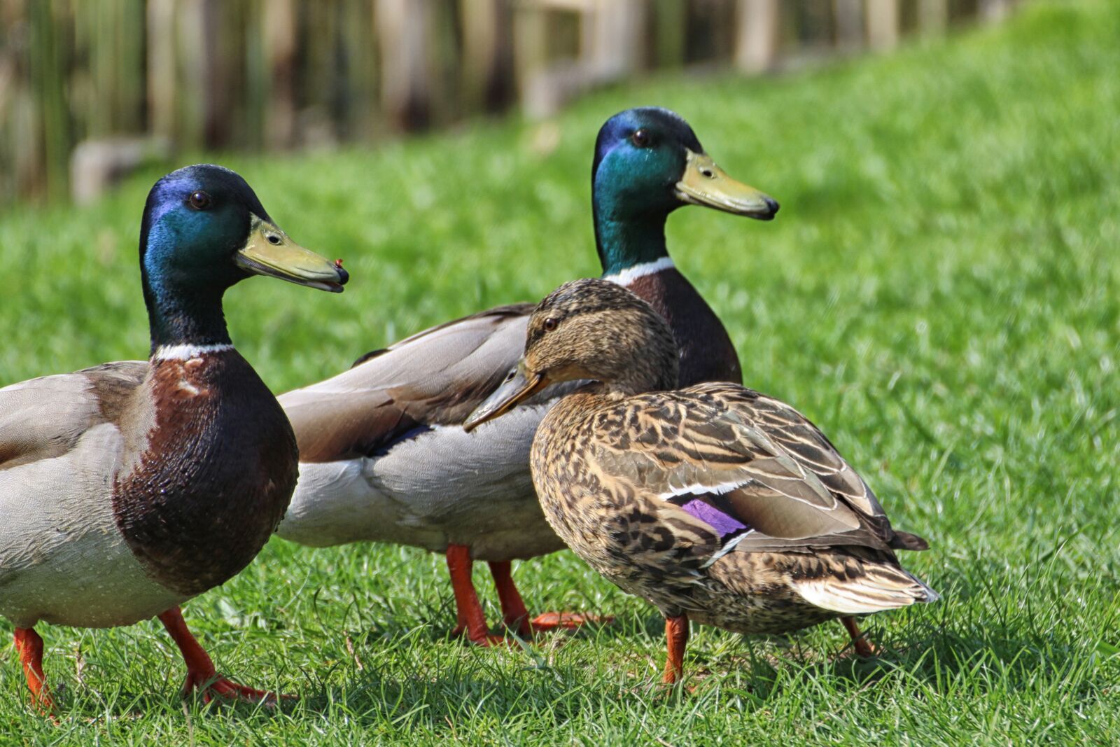 Canon EOS 600D (Rebel EOS T3i / EOS Kiss X5) sample photo. Ducks, mallards, drake photography