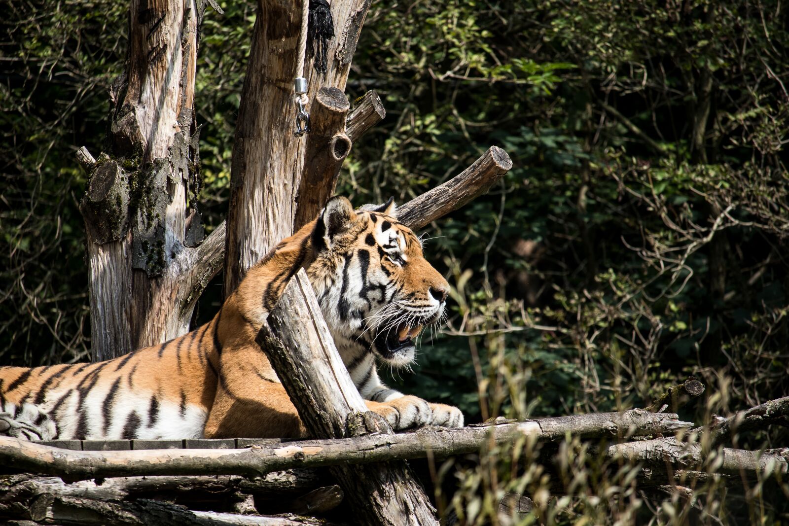 Canon EF-S 55-250mm F4-5.6 IS STM sample photo. Tiger, predator, animal photography