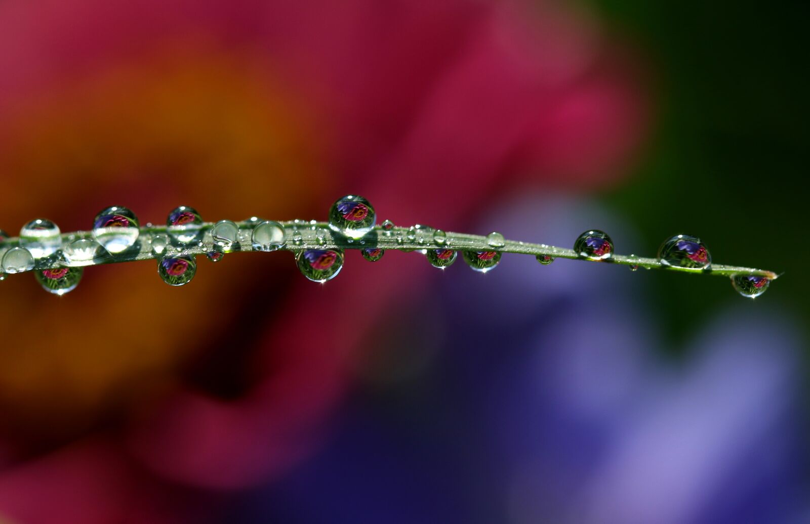 Canon EOS 7D Mark II + Canon EF-S 60mm F2.8 Macro USM sample photo. Drops, water, dew photography