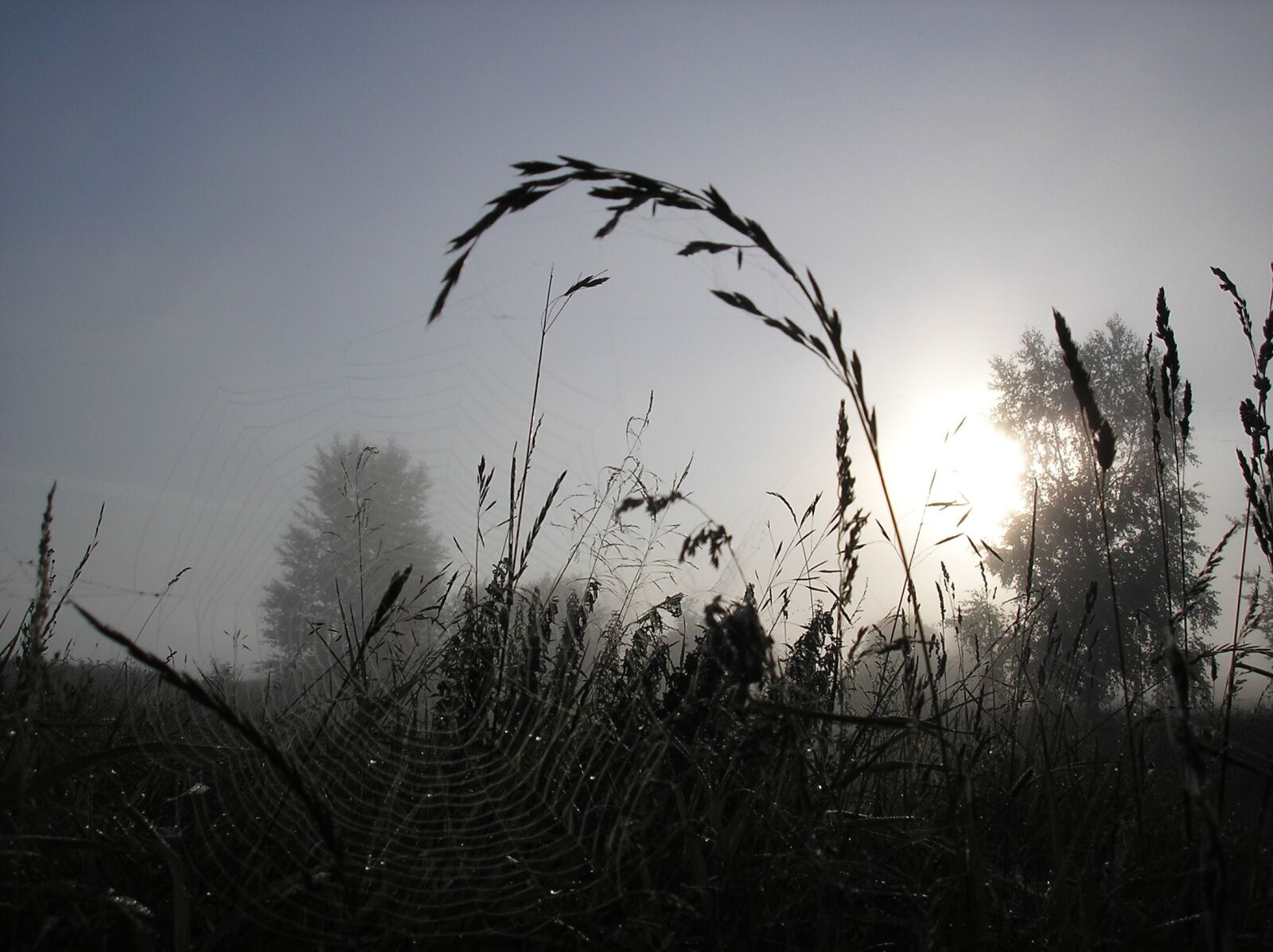 Olympus X550,D545Z,C480Z sample photo. Grass, fog, morning photography