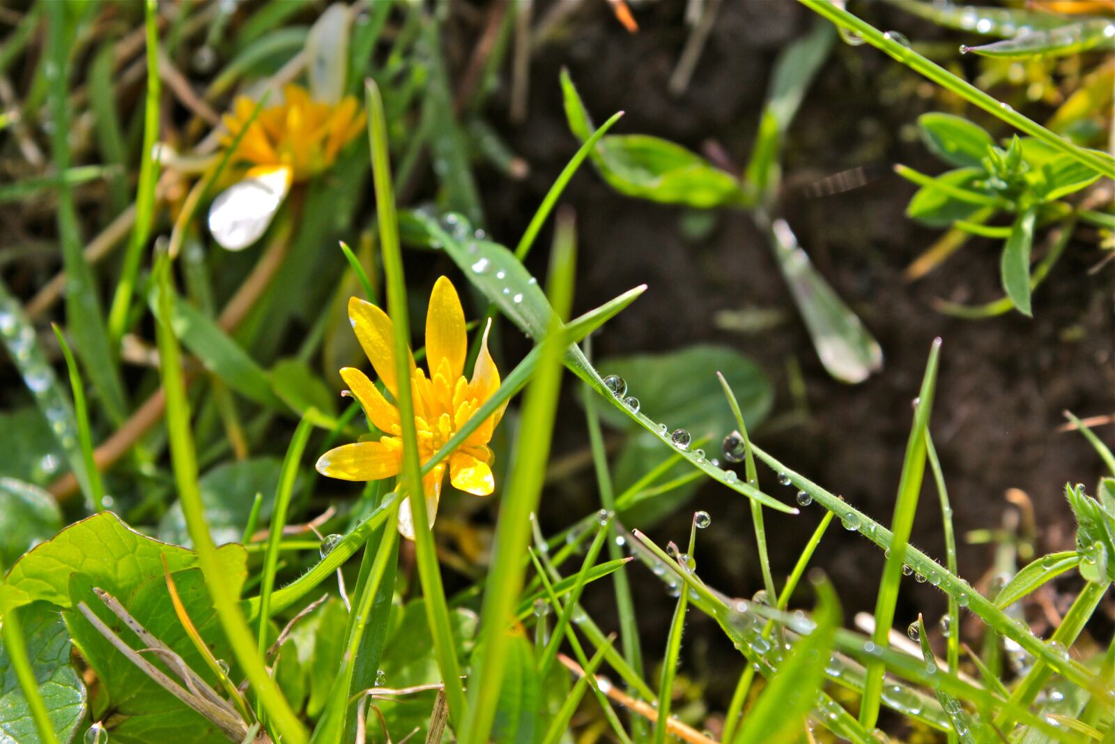 Canon EOS 600D (Rebel EOS T3i / EOS Kiss X5) sample photo. Scotland, edinburgh, places of photography