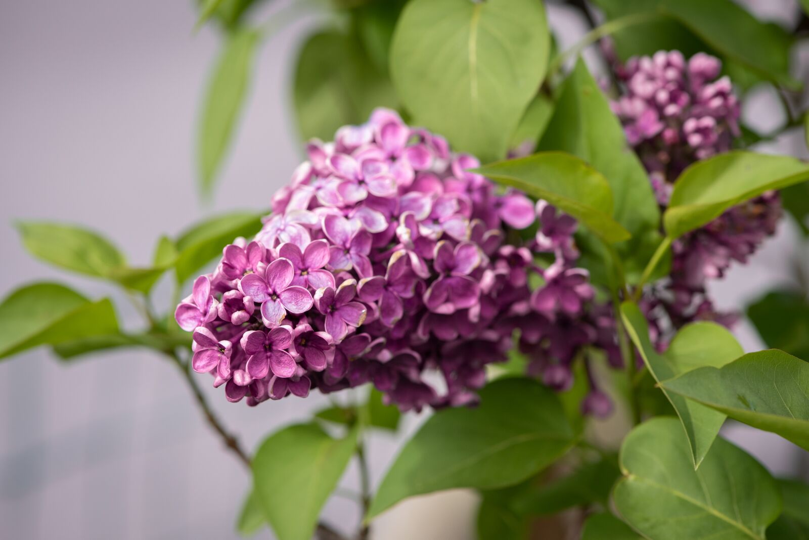 Nikon D750 sample photo. Lilac, blossom, bloom photography