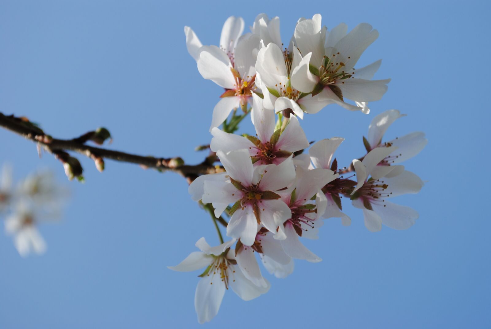 Nikon D3000 sample photo. Tree, cherry, branch photography
