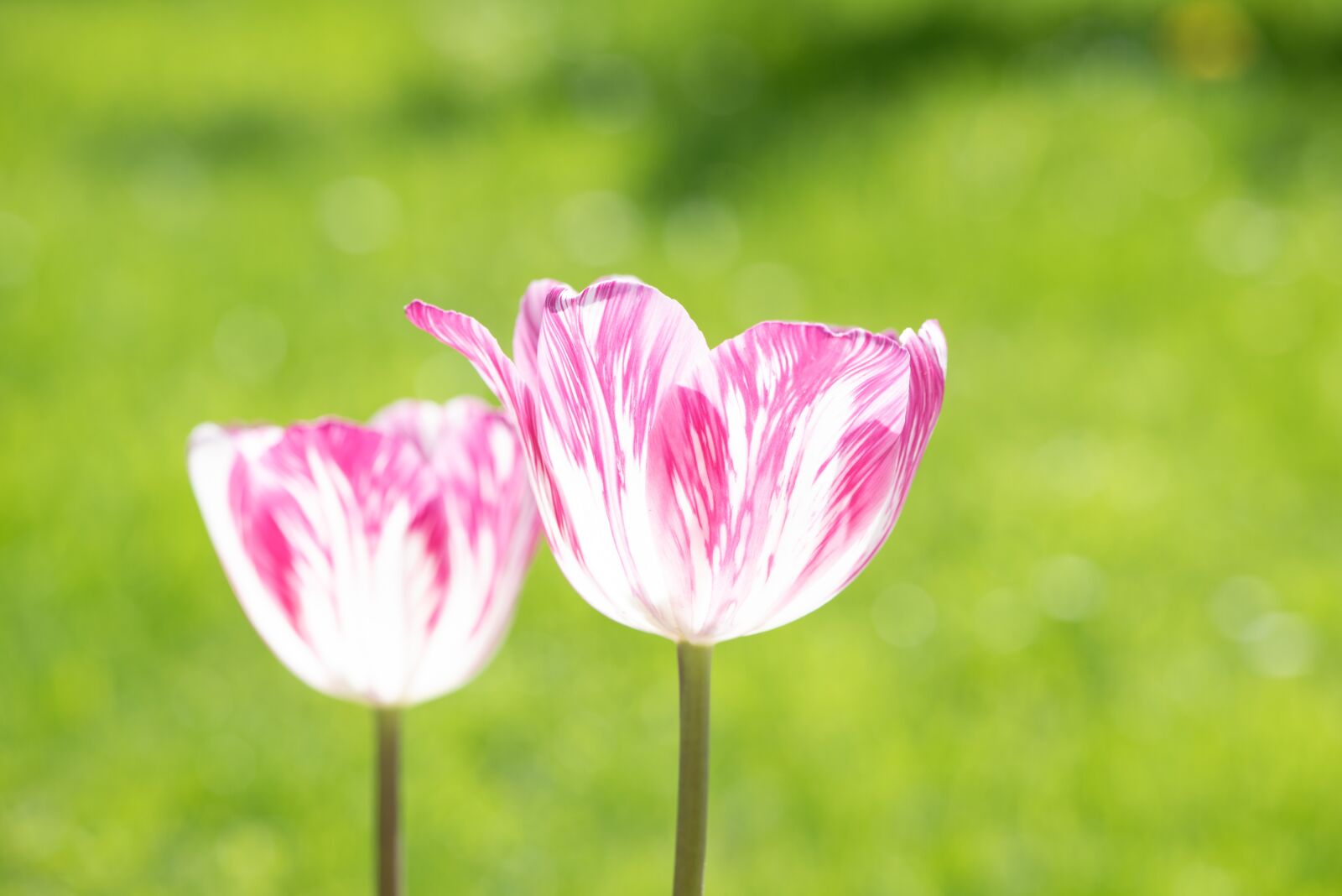 Nikon D750 sample photo. Tulips, flowers, spring photography