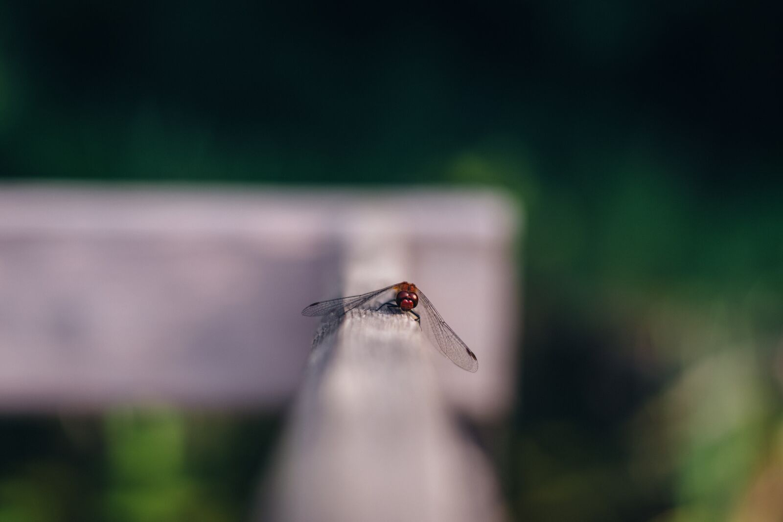 Nikon D800 sample photo. Ważka, bokeh, blur photography