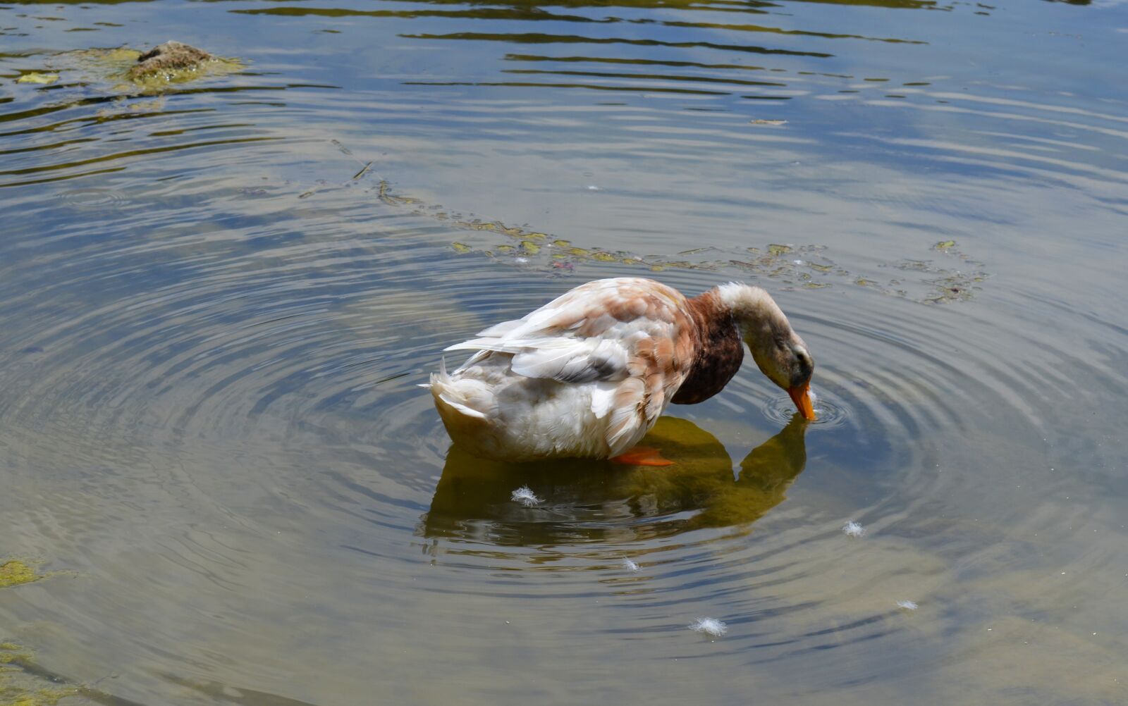 Nikon D3200 sample photo. Duck, anatidae, duck bird photography