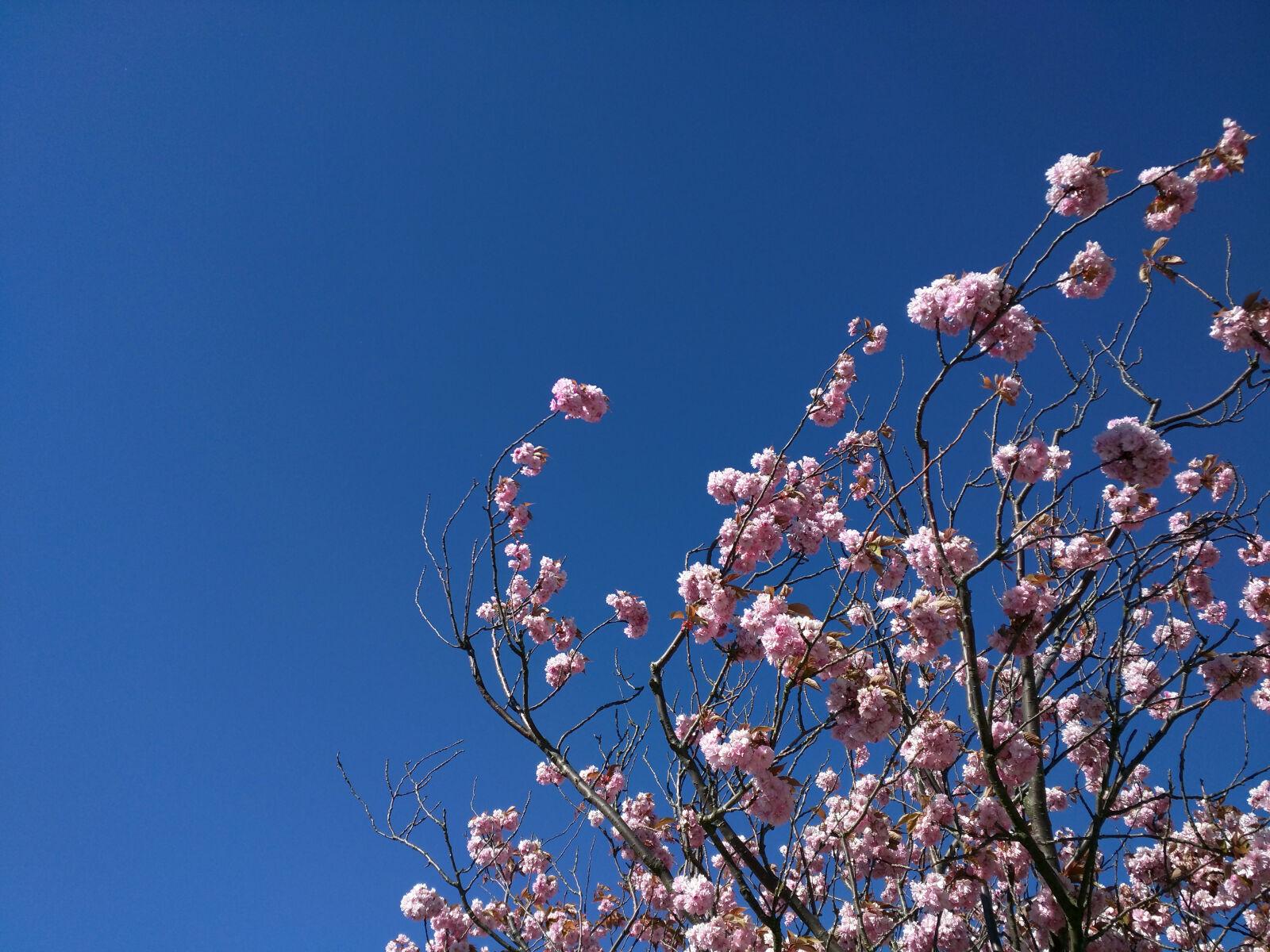 Motorola Nexus 6 sample photo. Blue, sky, branch, cherry photography