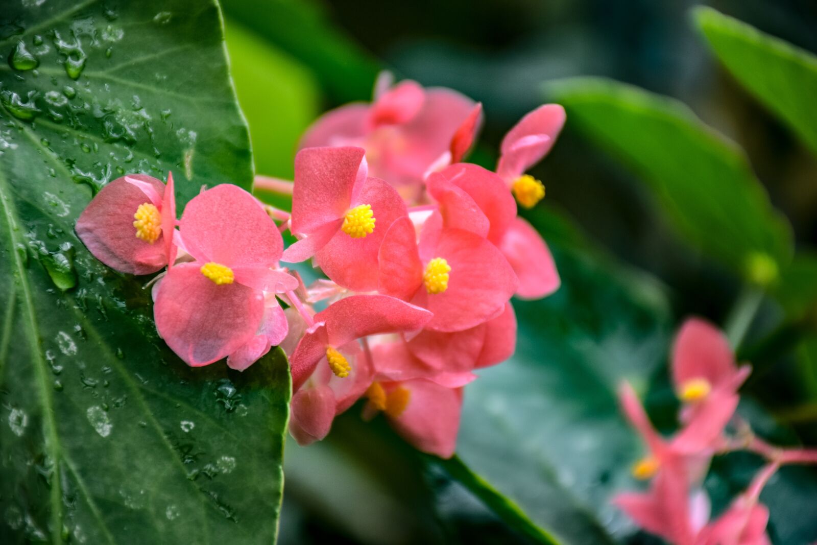 Nikon D5300 sample photo. Flower, nature, wild photography