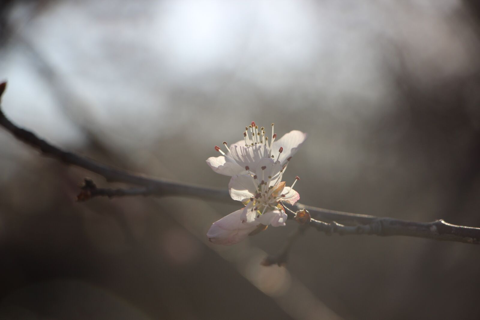 Canon EF-S 18-135mm F3.5-5.6 IS STM sample photo. Flower, blossom, spring photography