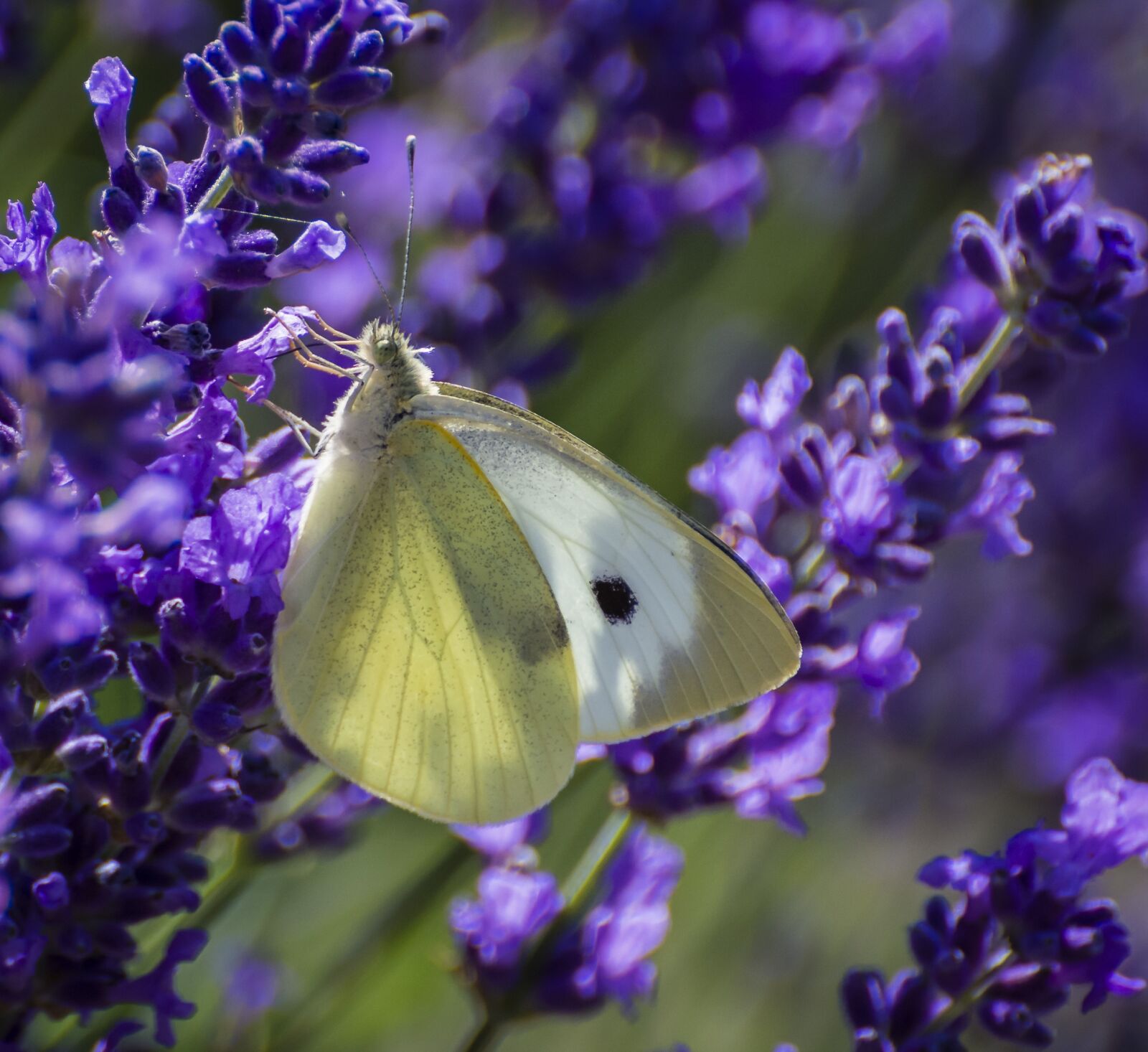 Nikon D7200 sample photo. Butterfly, large white, lepidoptera photography