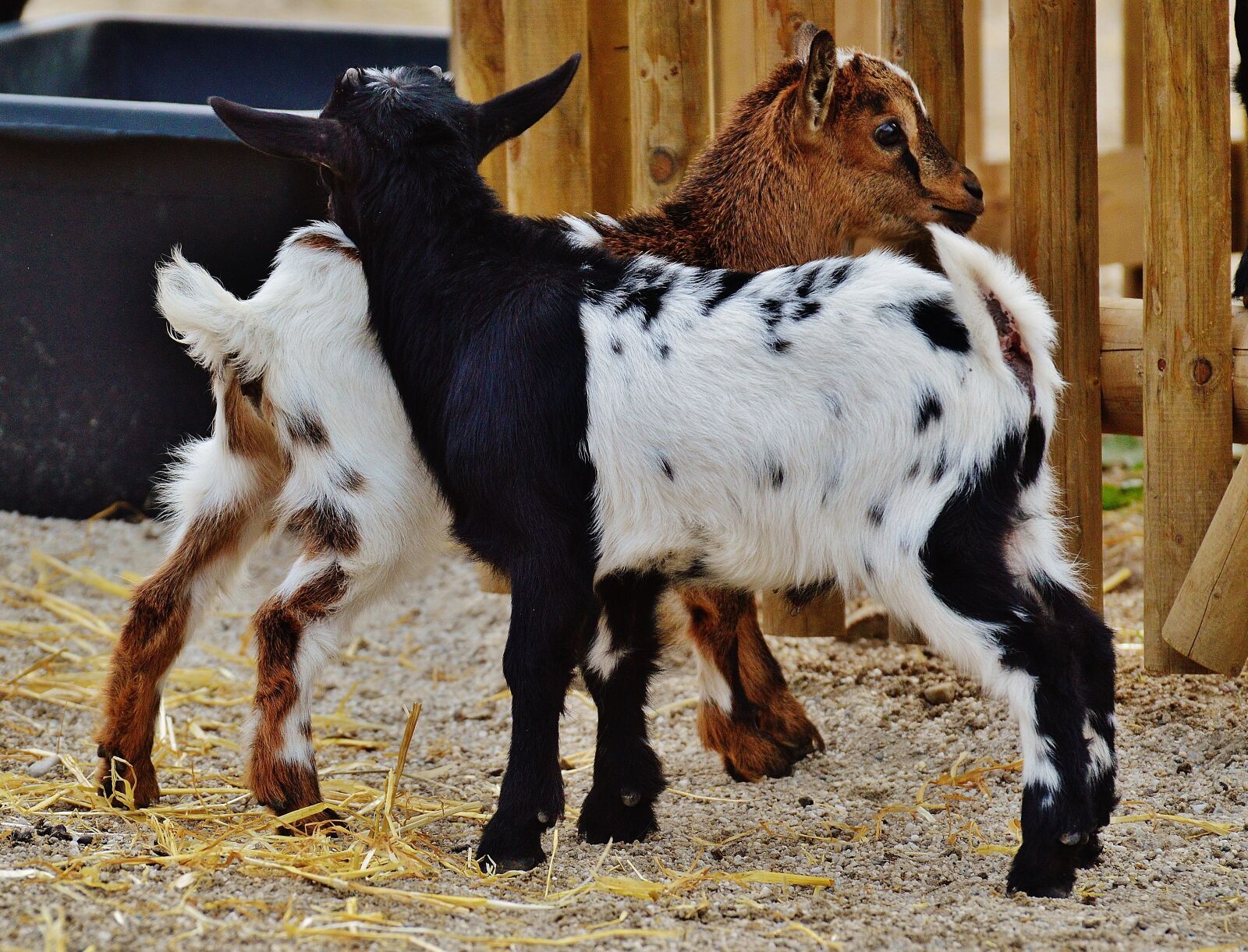 Nikon D3200 sample photo. Goats, wildpark poing, young photography