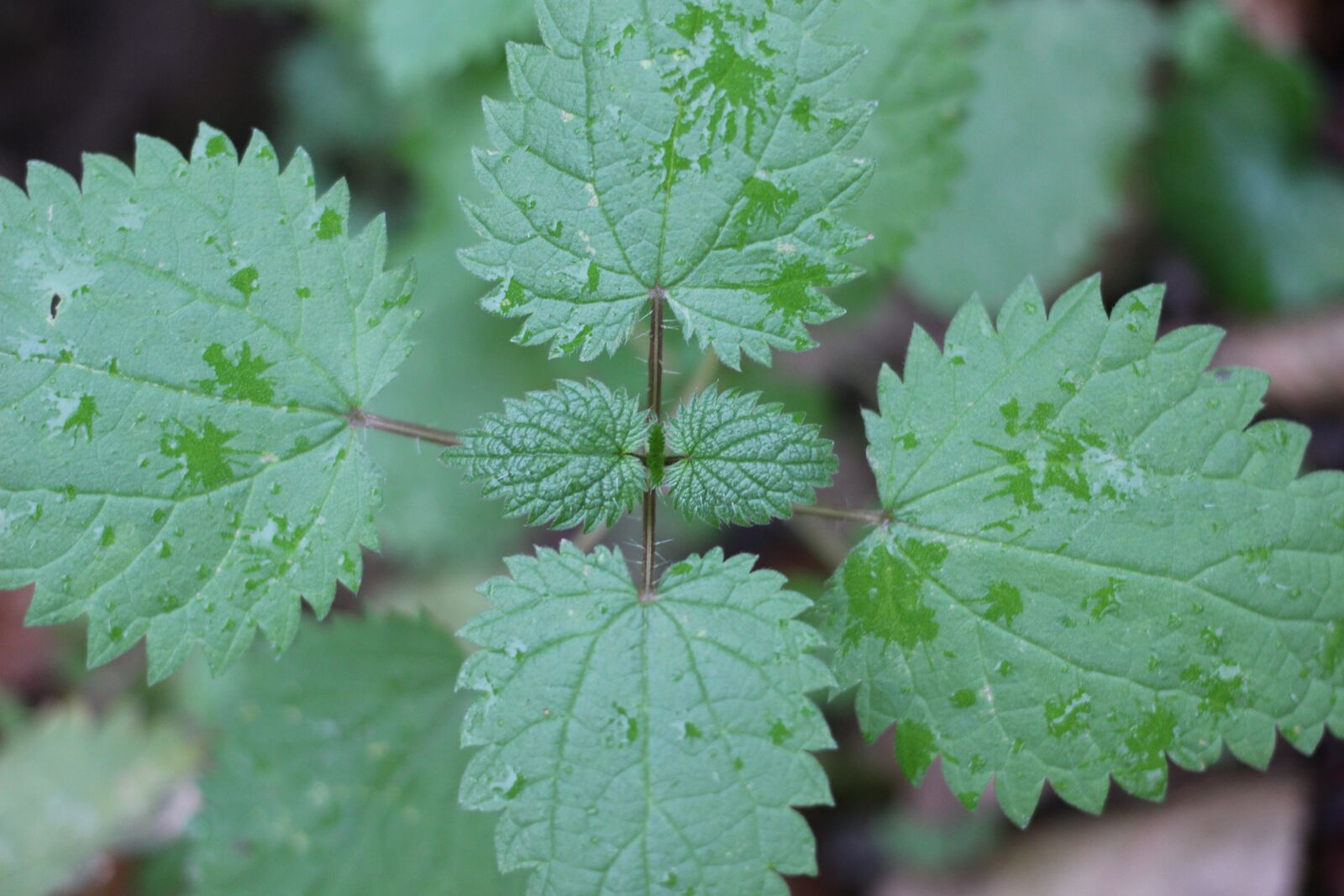 Canon EF 40mm F2.8 STM sample photo. Stinging nettle, green, nature photography