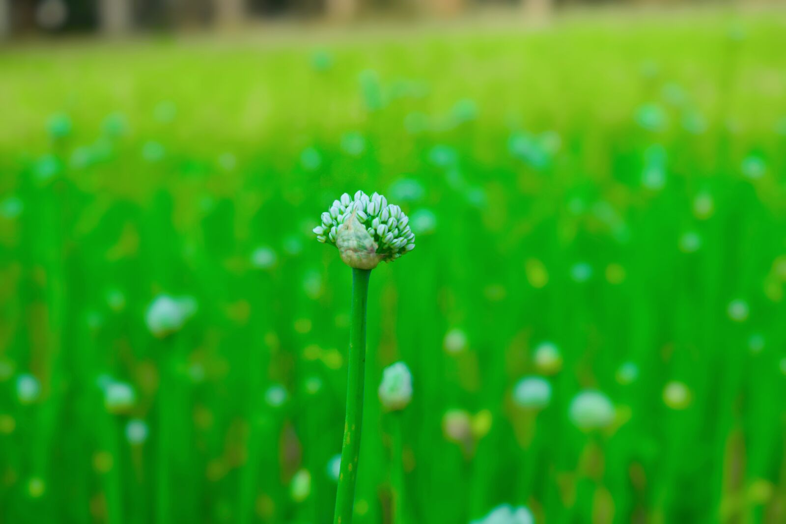 Nikon D5300 sample photo. Flower, green, nature photography