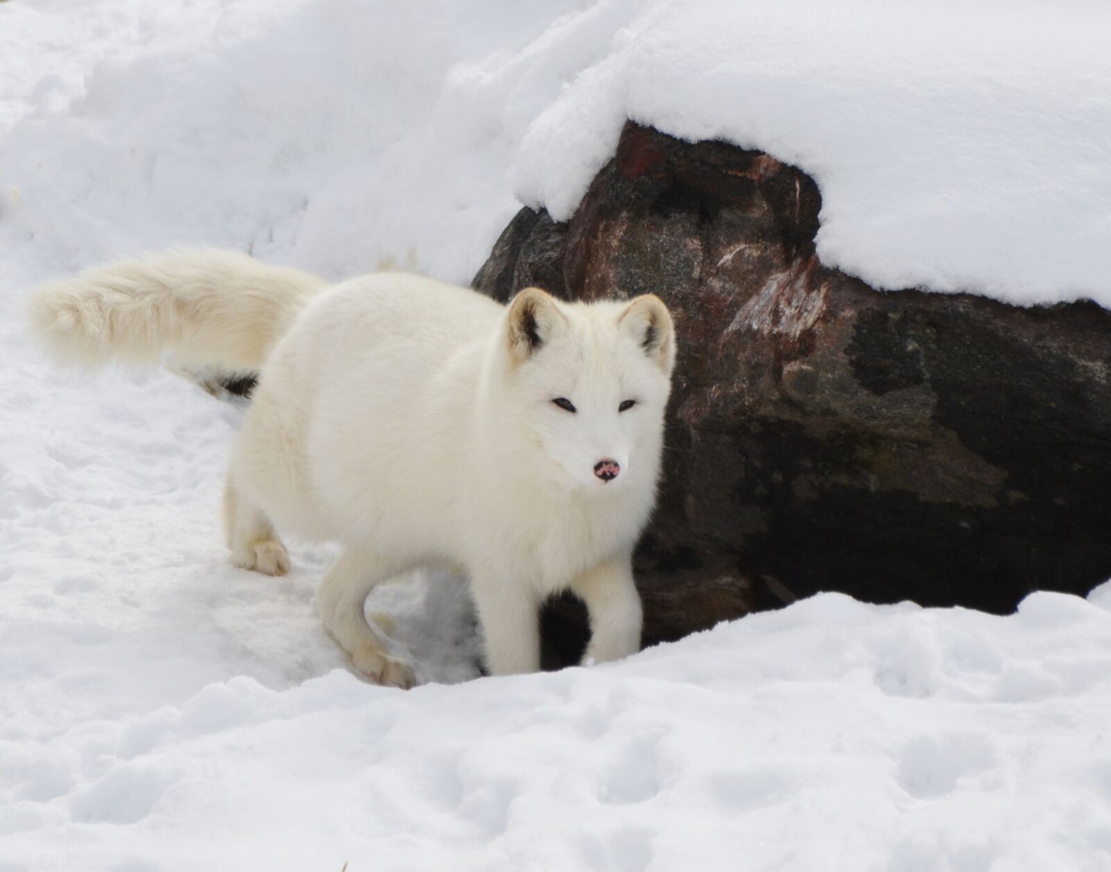 Nikon D7000 sample photo. Arctic, fox, animal photography