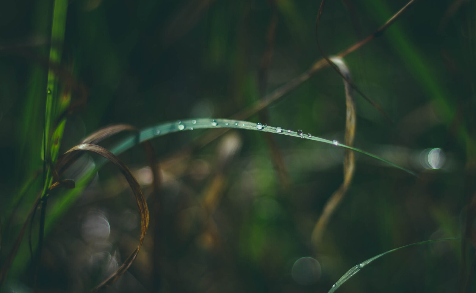 Canon EOS 600D (Rebel EOS T3i / EOS Kiss X5) + Canon EF 50mm F1.8 II sample photo. Leaf, plant, raindrops, drops photography