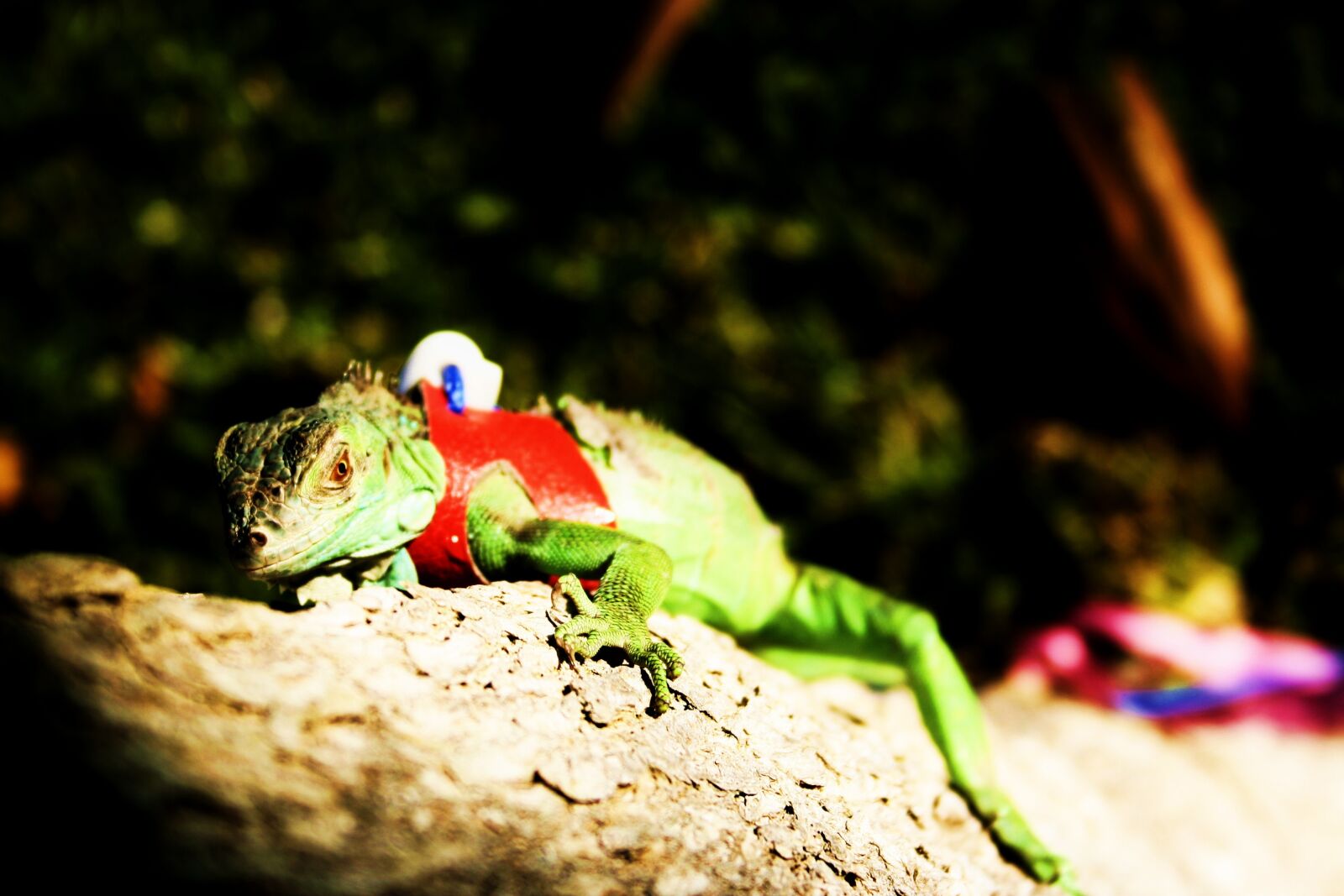 Canon EOS 350D (EOS Digital Rebel XT / EOS Kiss Digital N) sample photo. Iguana, green, pet photography