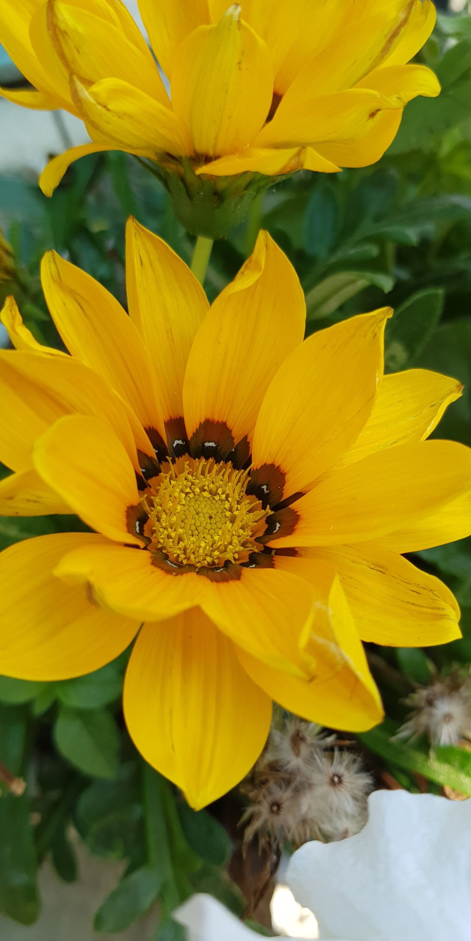 Samsung Galaxy S8+ sample photo. Life, photography, blog photography