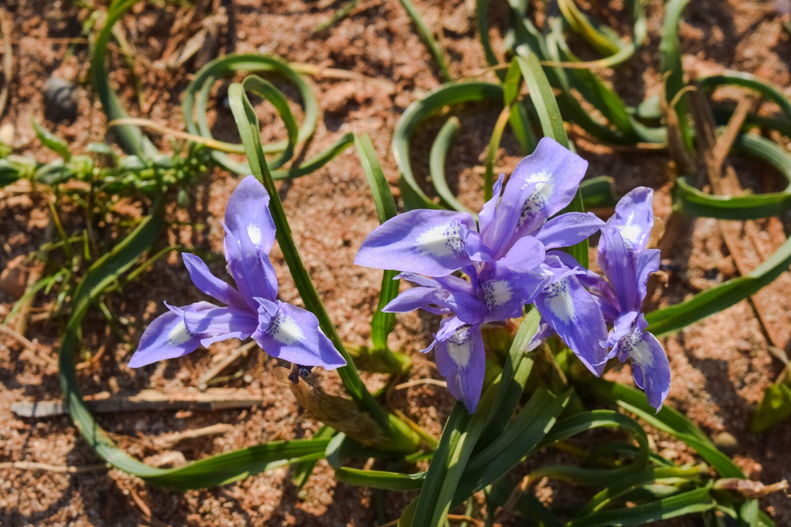 Nikon D3300 sample photo. Wild flower, purple, colorful photography