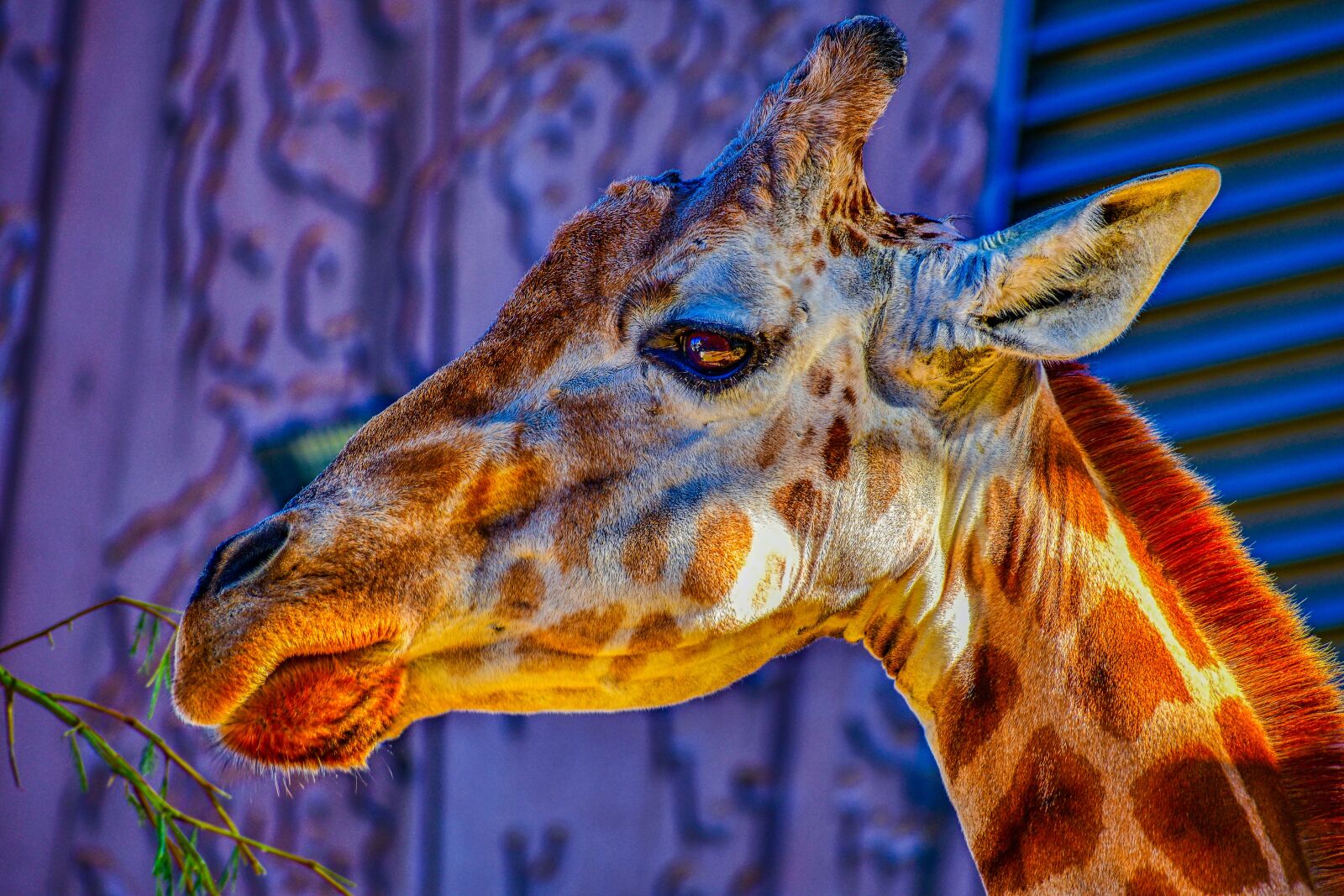 Nikon D7500 sample photo. Giraffe, wild, animal photography