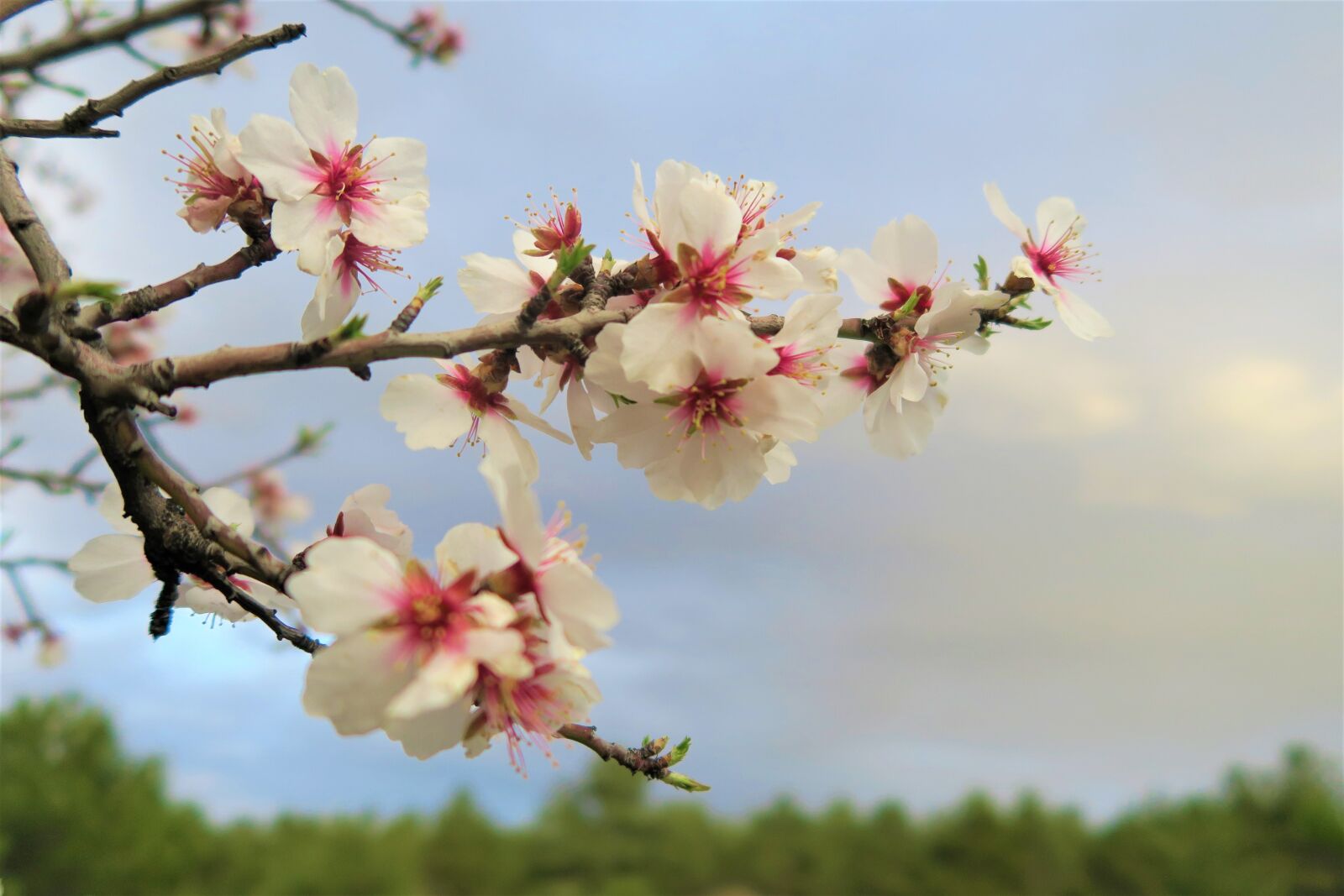 Canon PowerShot G7 X sample photo. Flower, tree, nature photography