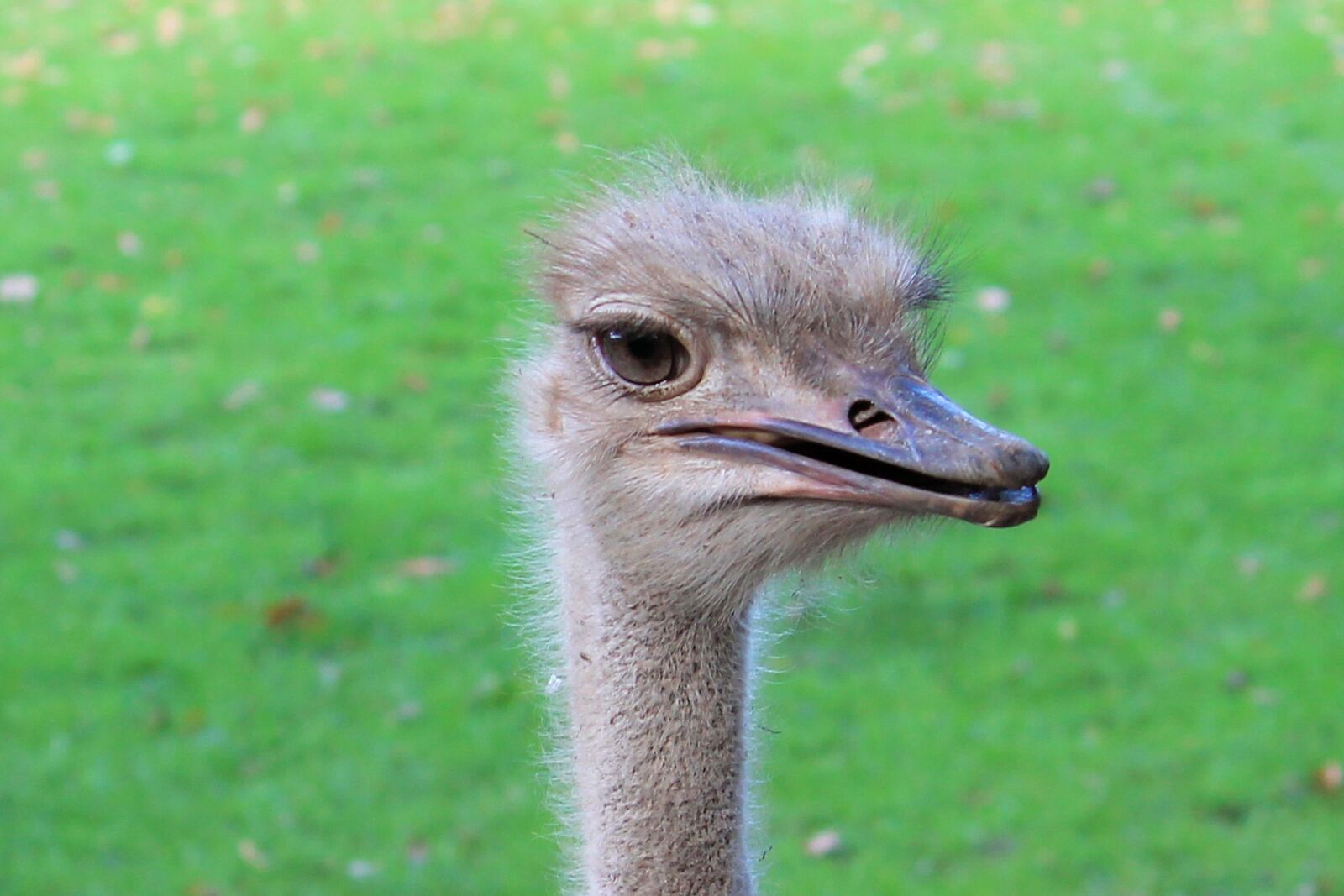 Canon EF-S 55-250mm F4-5.6 IS II sample photo. Bouquet, bird, ostrich photography