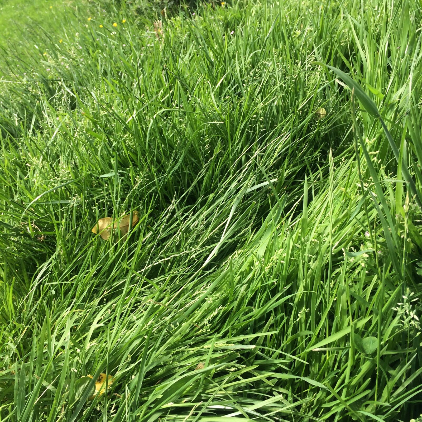 iPhone 5s back camera 4.12mm f/2.2 sample photo. Grass, green, meadow photography