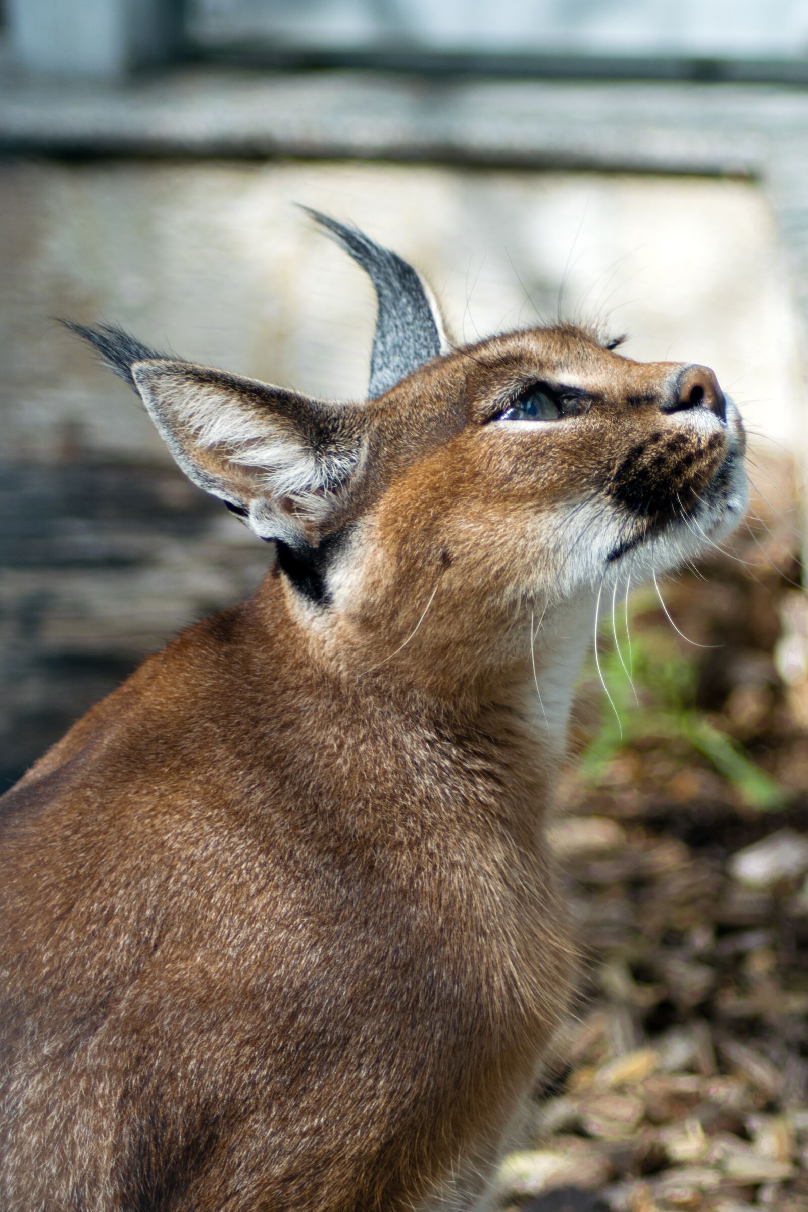 Nikon D5300 sample photo. Desert lynx, karakal, caracal photography