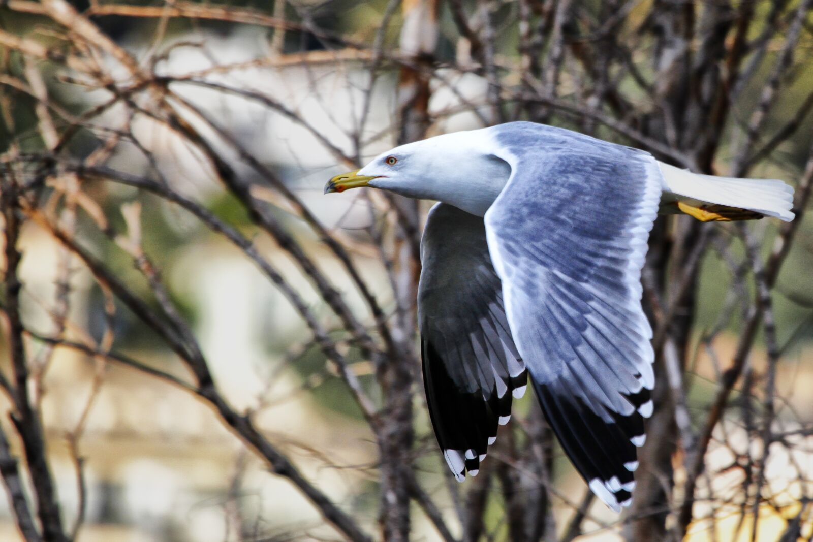 Canon EOS 5D Mark II sample photo. Seagull, animal, bird photography