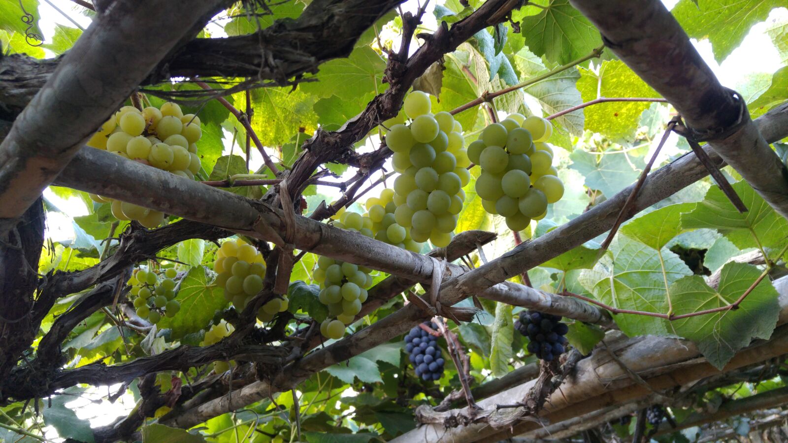 LG G4 sample photo. Uva de, chincha, ica photography