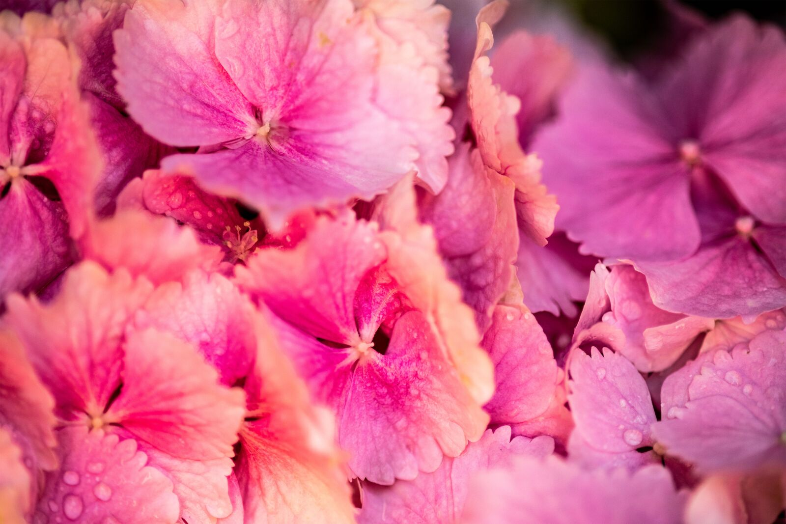 Nikon D850 sample photo. Flowers, hydrangea, plants photography