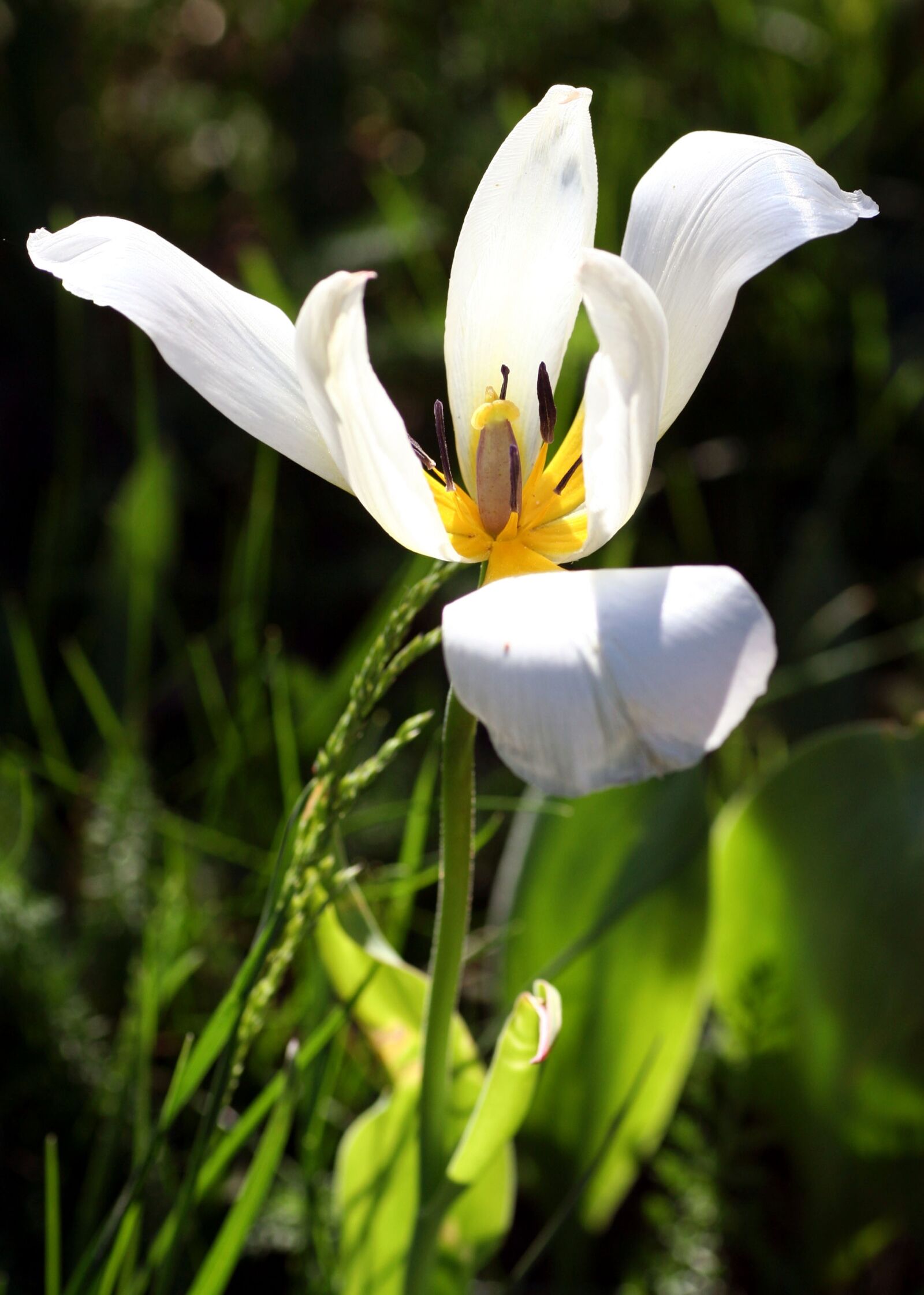 Canon EOS 350D (EOS Digital Rebel XT / EOS Kiss Digital N) sample photo. Tulip, white, flower photography