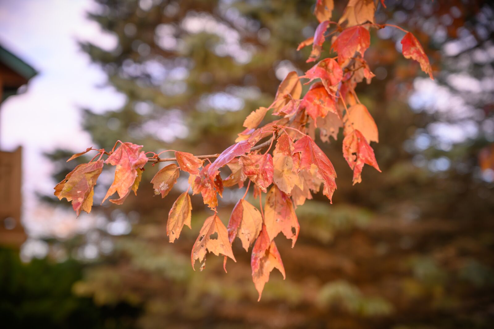 Nikon Z7 sample photo. Fall, autumn, leaves photography