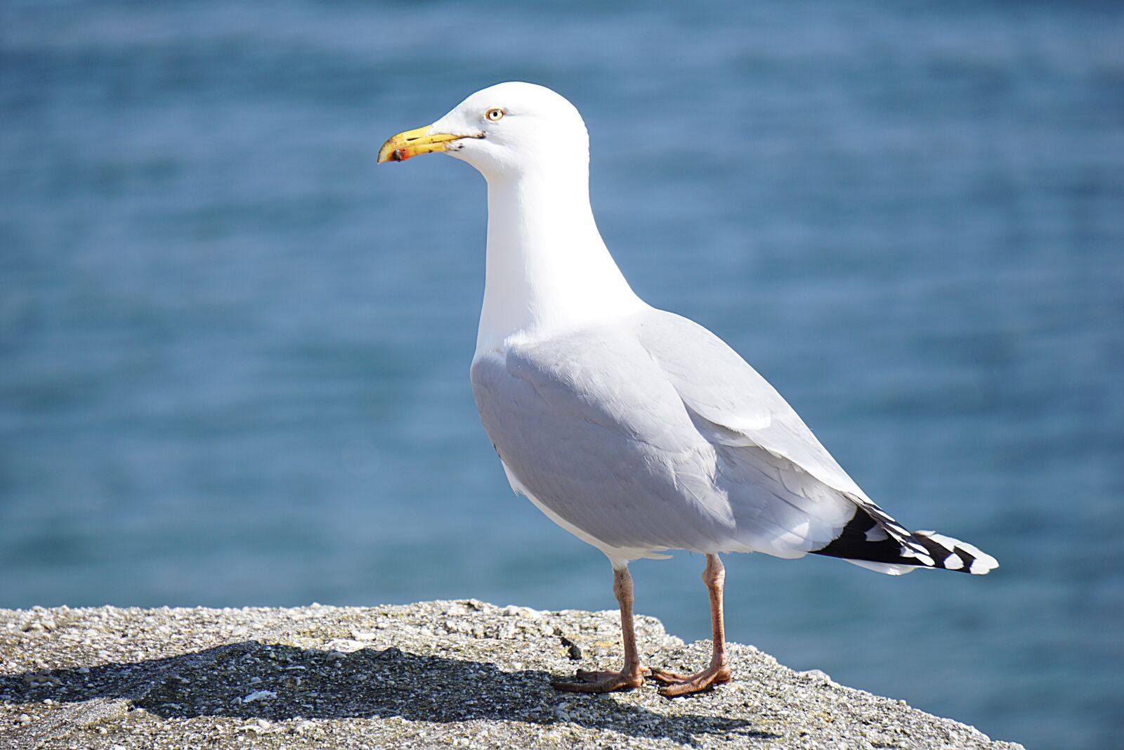 Sony a6000 sample photo. Bird, gull, nature photography