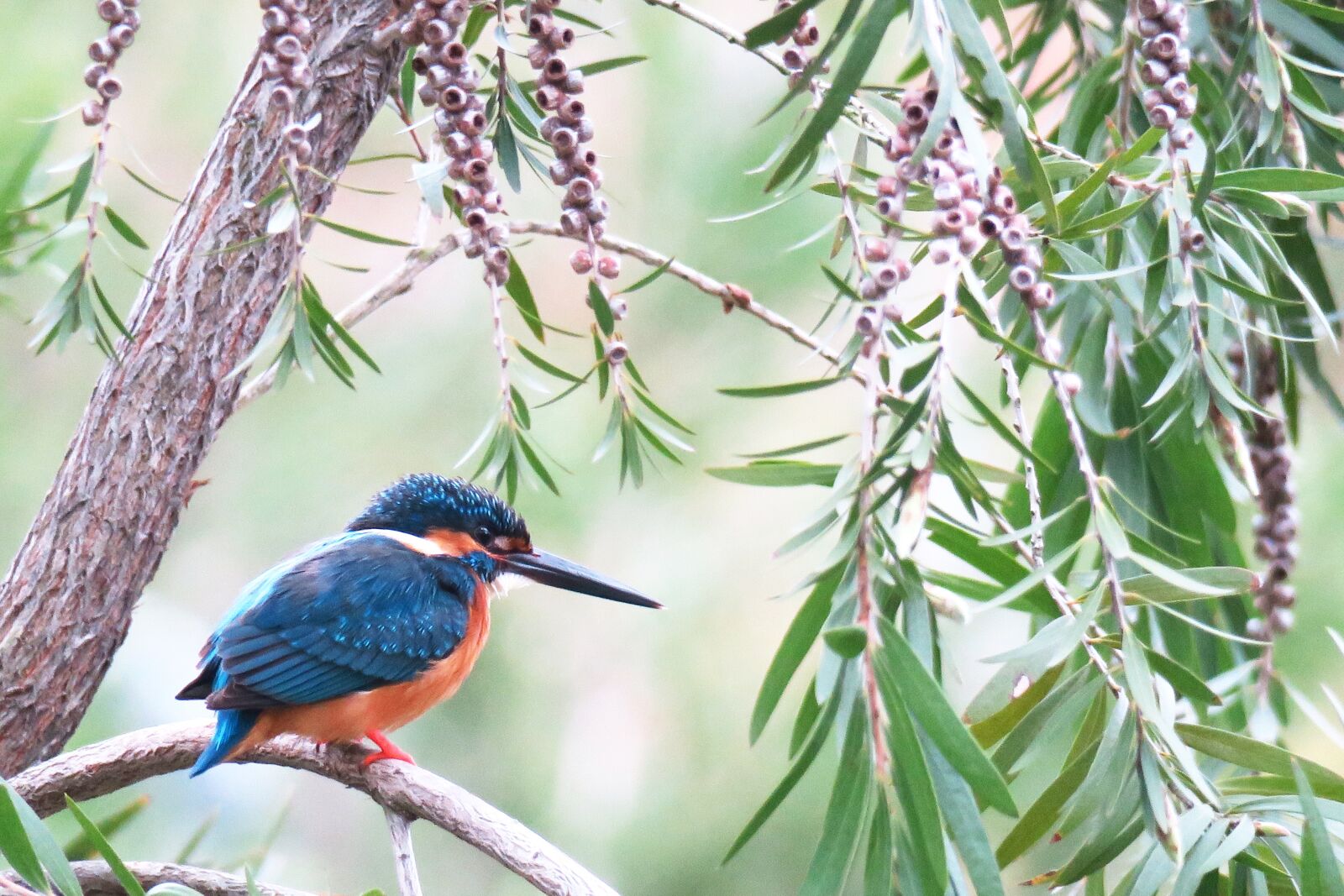 Canon PowerShot G3 X sample photo. Kingfisher, nature, bird photography