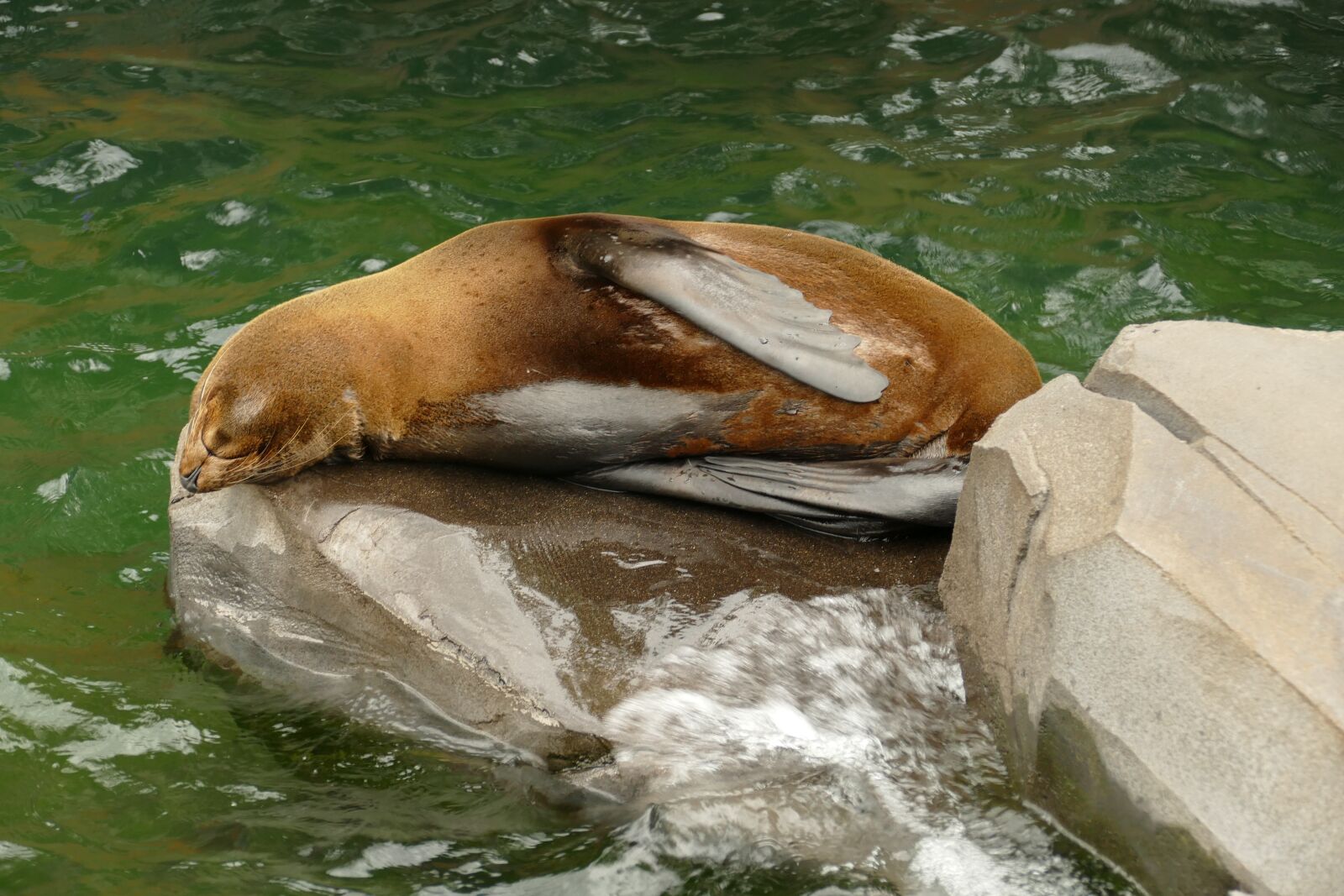 Panasonic Lumix DMC-FZ1000 sample photo. Sea ​​lion, predator, mammal photography