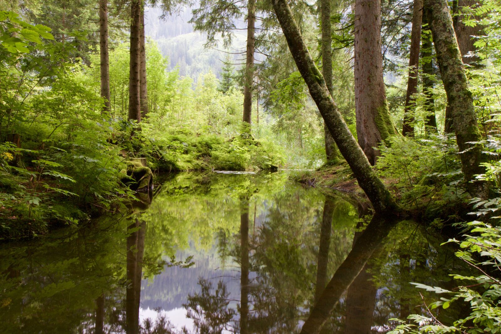 Canon EOS 70D sample photo. Water, riet, moor photography