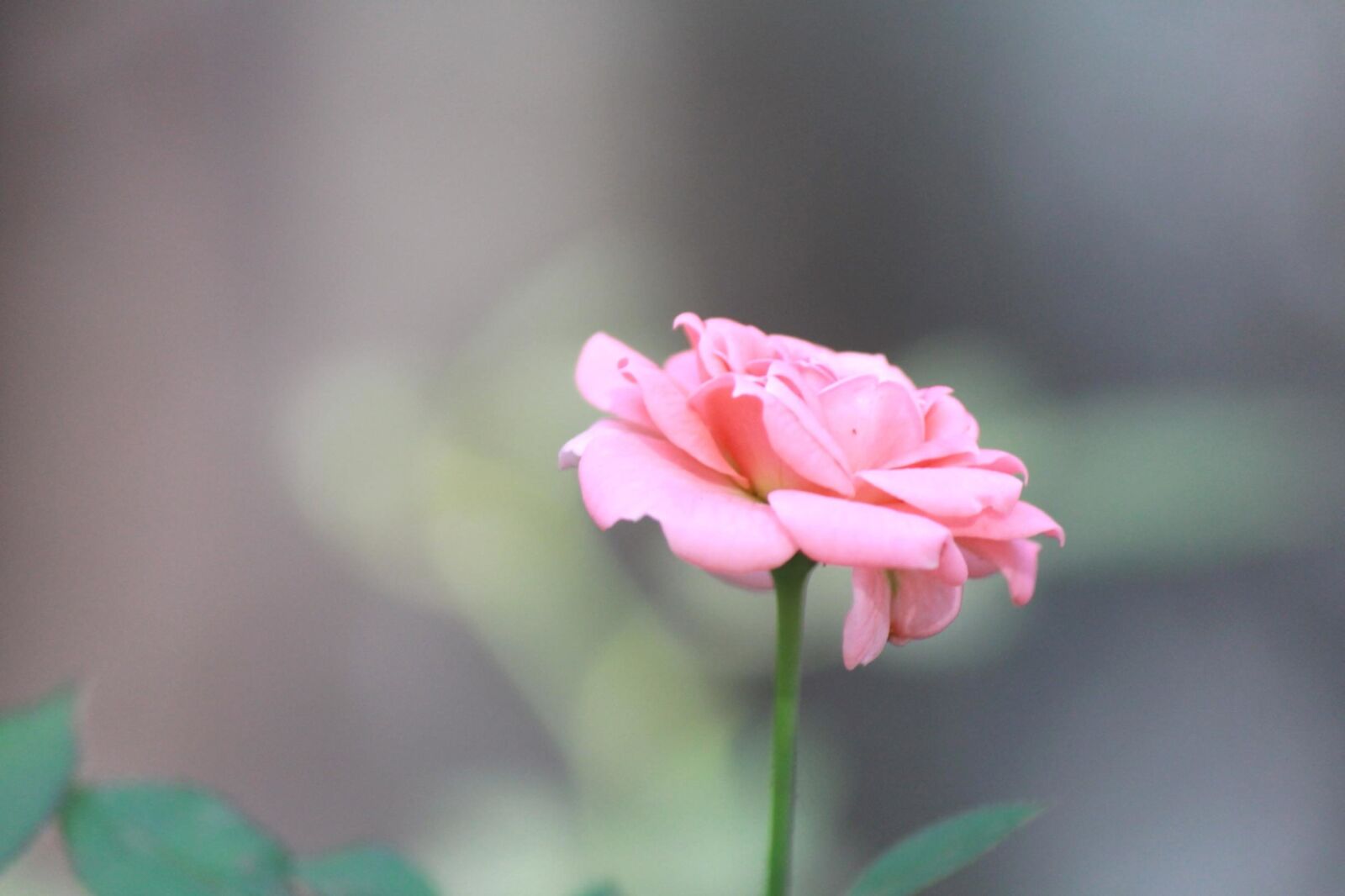 Canon EOS 600D (Rebel EOS T3i / EOS Kiss X5) sample photo. Garden, flower, pink, rose photography