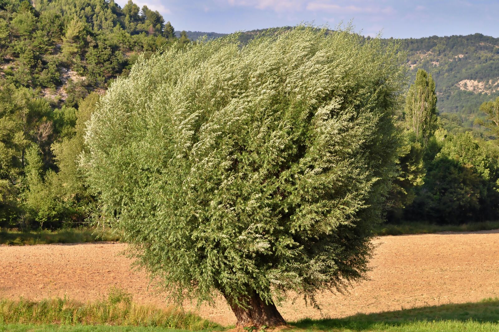 Nikon D90 sample photo. Nature, tree, natural phenomenon photography