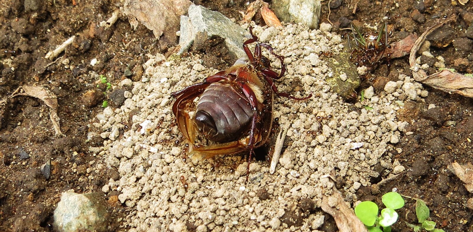 Canon PowerShot SX50 HS sample photo. Insect, ants, macro photography