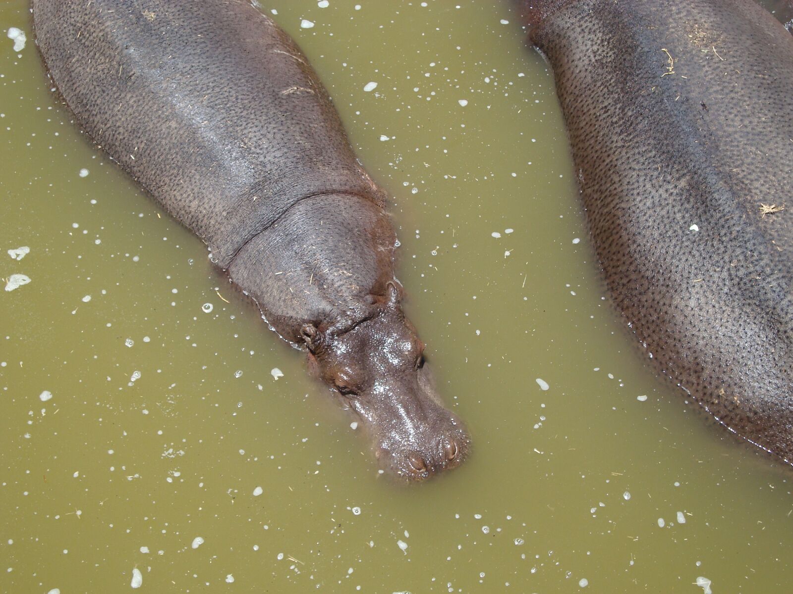 Sony Cyber-shot DSC-W110 sample photo. Hipopotamo, agua, naturaleza photography