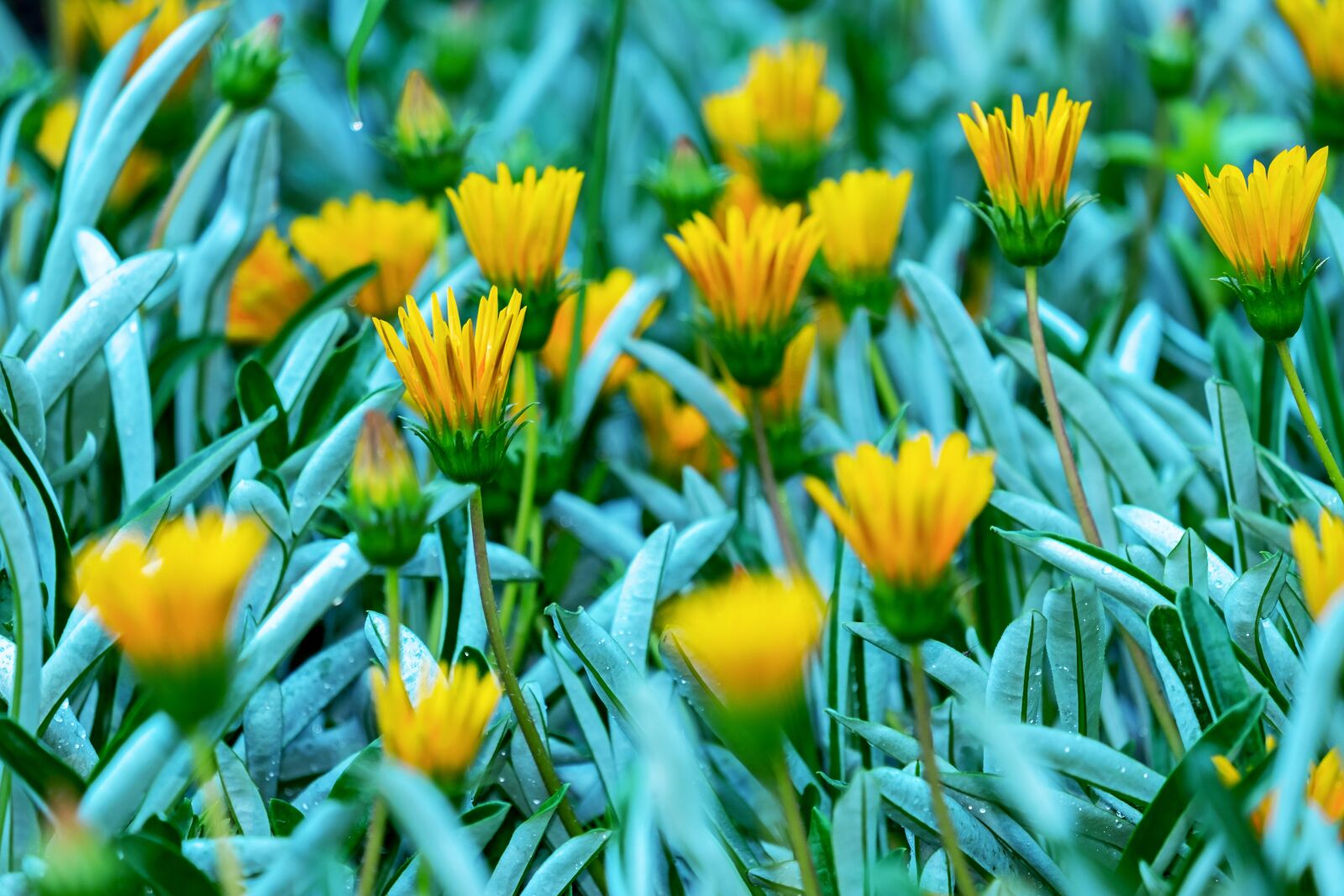 Fujifilm XF 55-200mm F3.5-4.8 R LM OIS sample photo. Gazania, flowers, blossom photography
