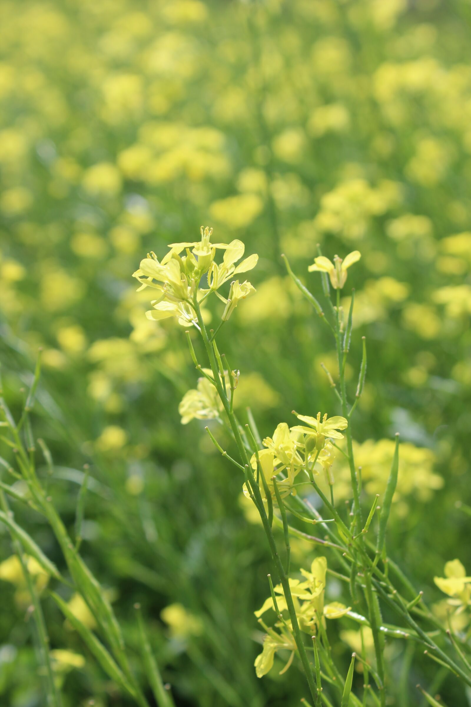 Canon EOS 600D (Rebel EOS T3i / EOS Kiss X5) sample photo. Yellow, flower, nature photography
