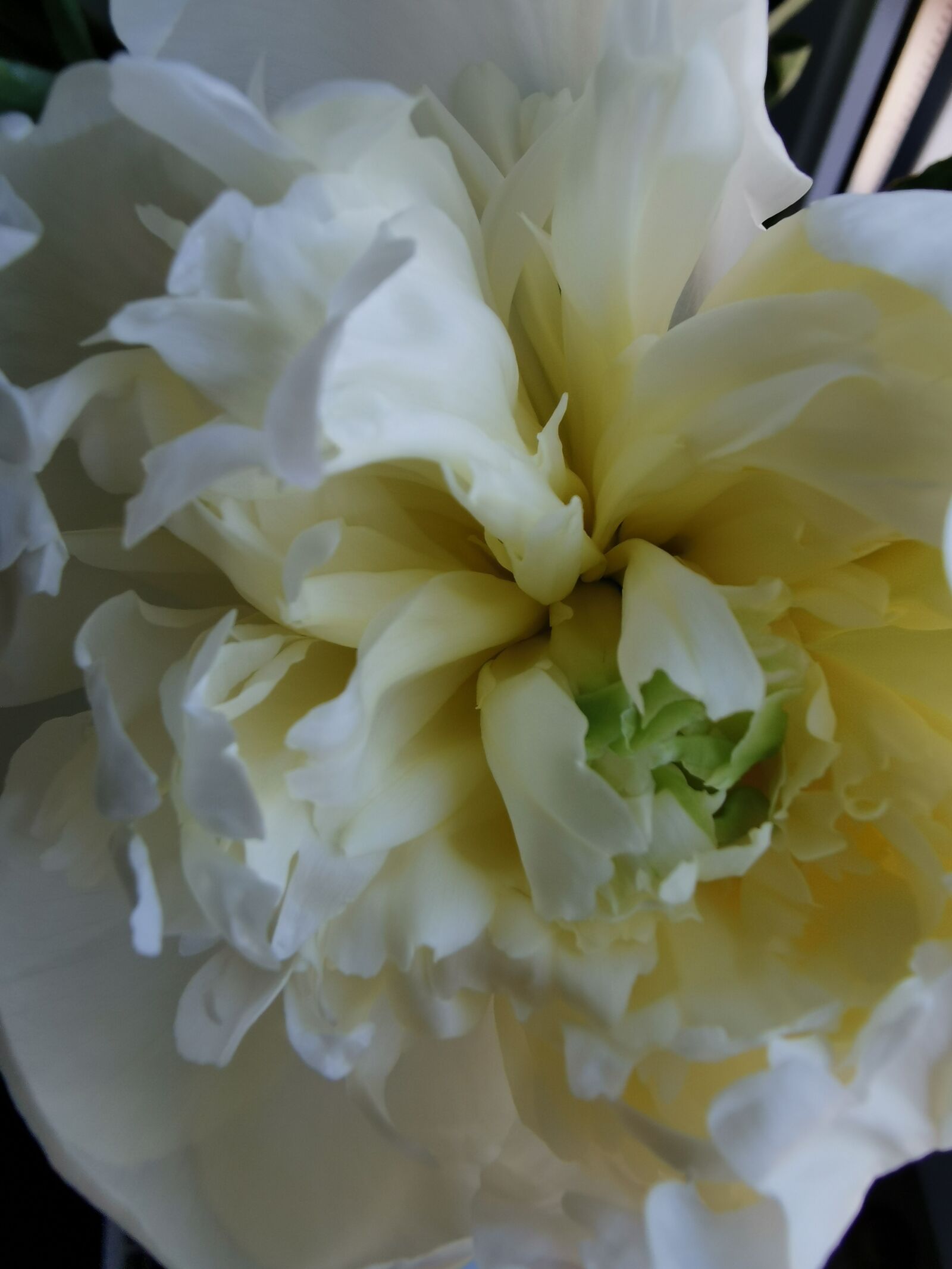 HUAWEI P30 Pro sample photo. Blume, weiß, rose photography