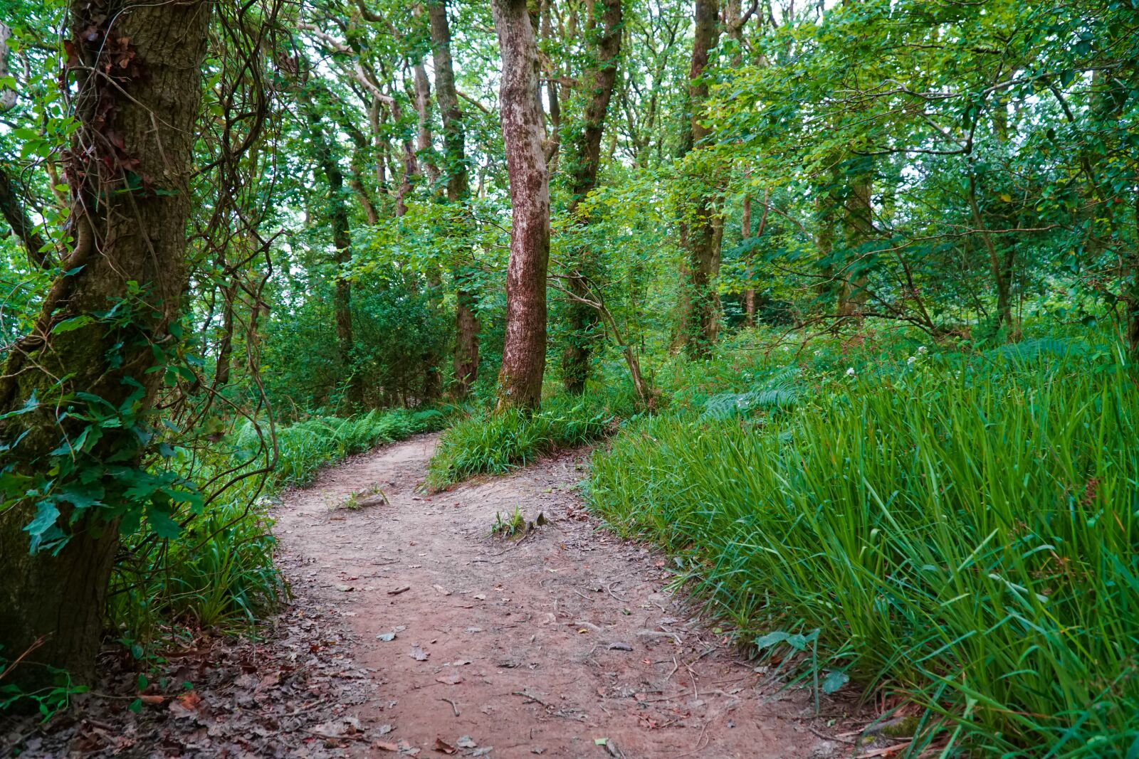 Sony a6300 + Sony E PZ 18-105mm F4 G OSS sample photo. Forest, woodland, path photography
