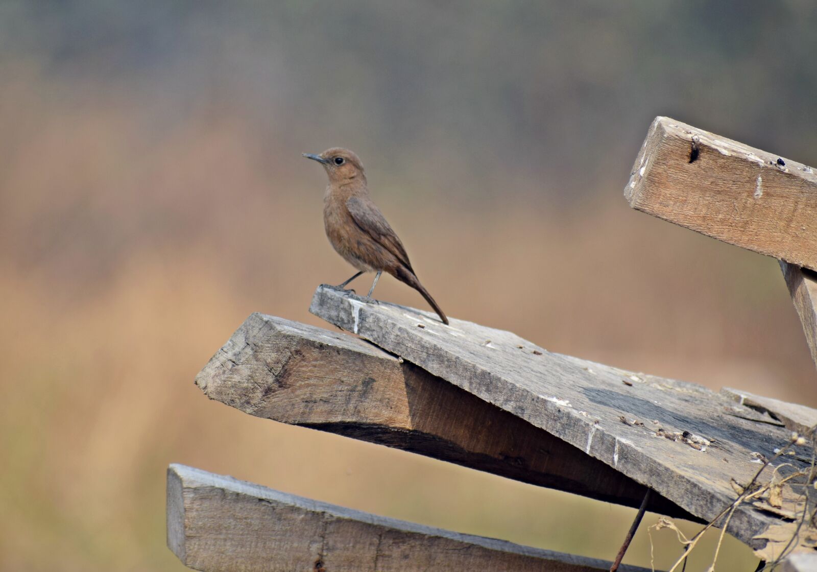 Nikon D3300 sample photo. Cute, bird, little photography
