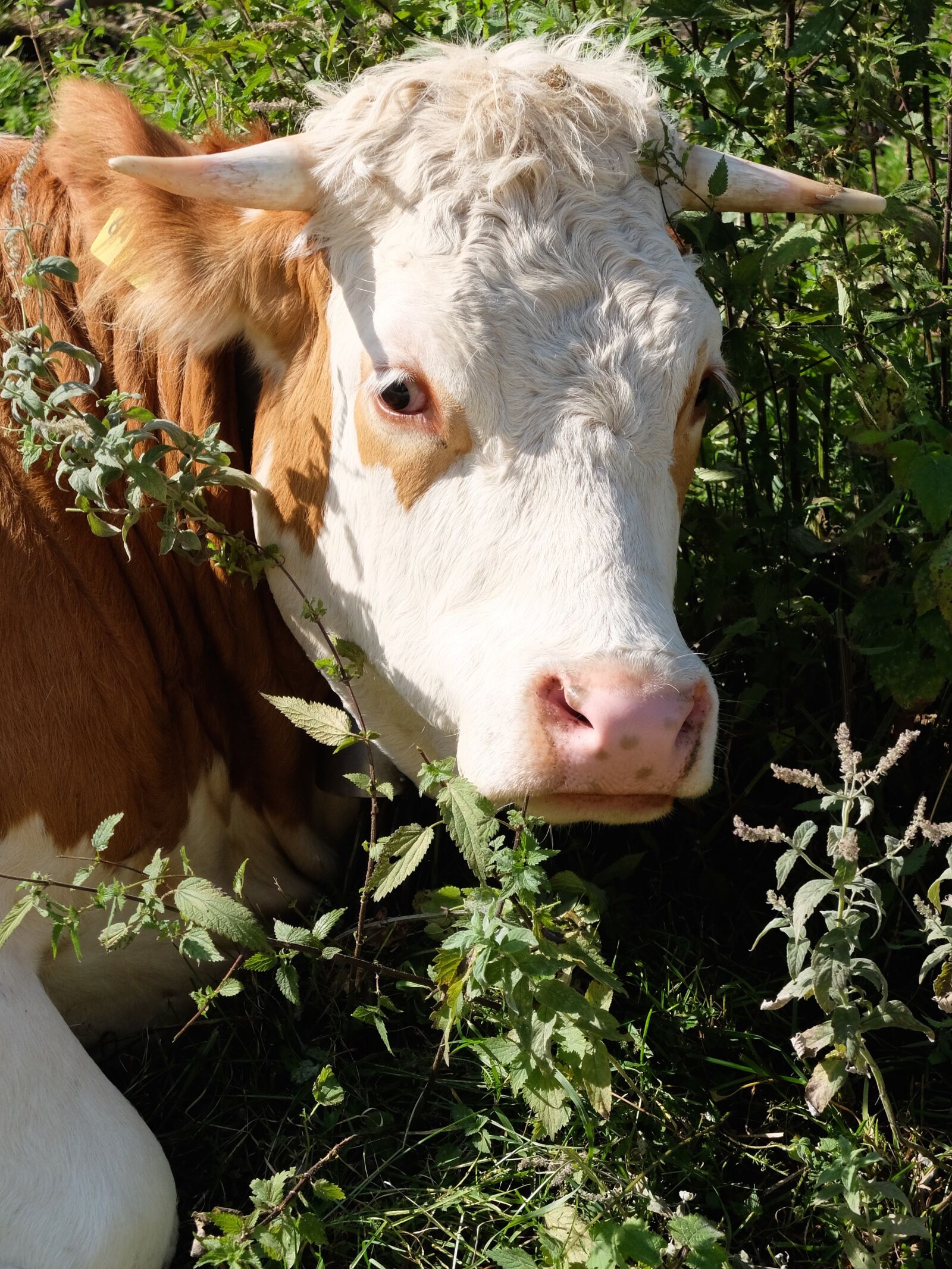Fujifilm X30 sample photo. Cows, agriculture, kuhschnauze photography