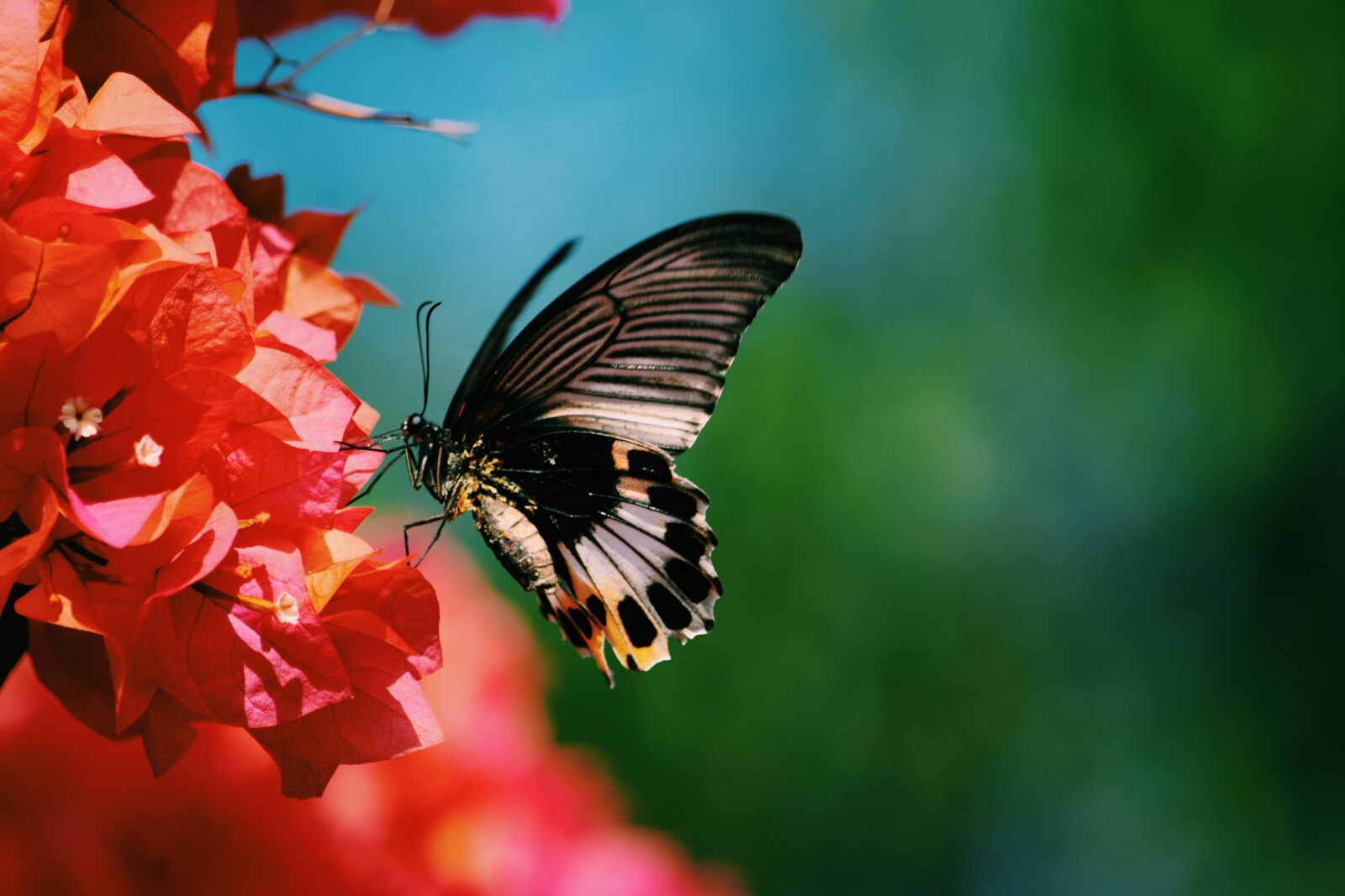 Nikon D5300 sample photo. Butterfly, insect, animal photography