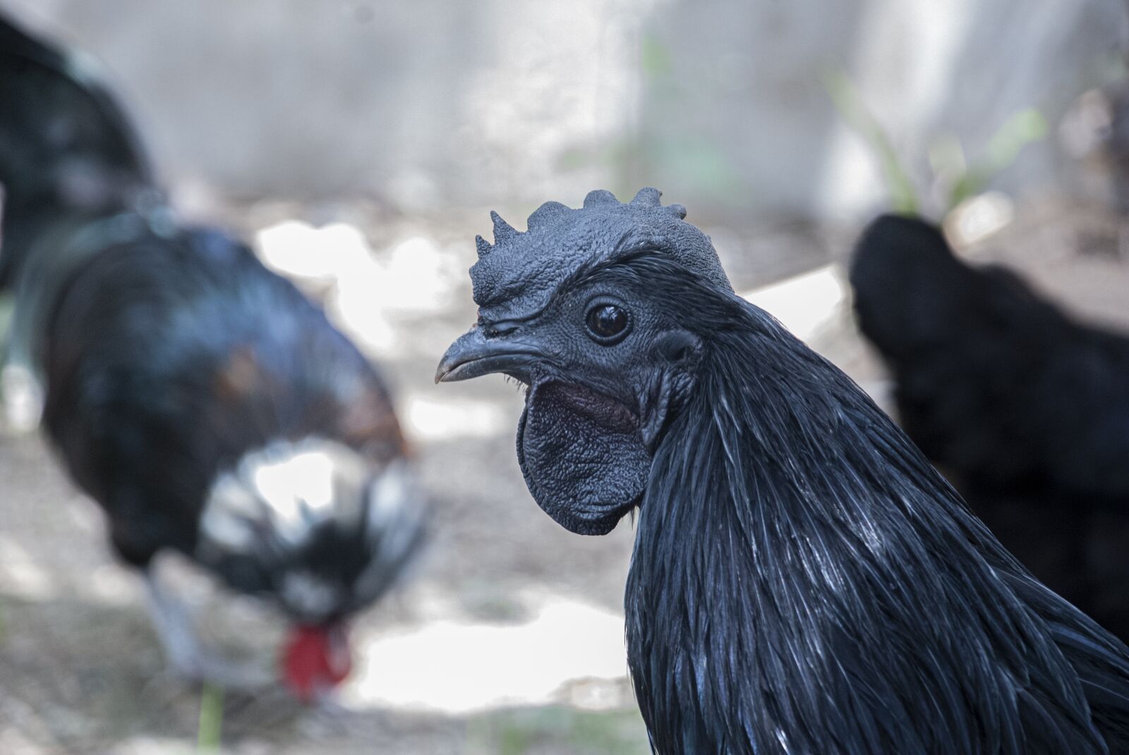 Nikon D80 sample photo. Animals, kadaknath hen, chicken photography
